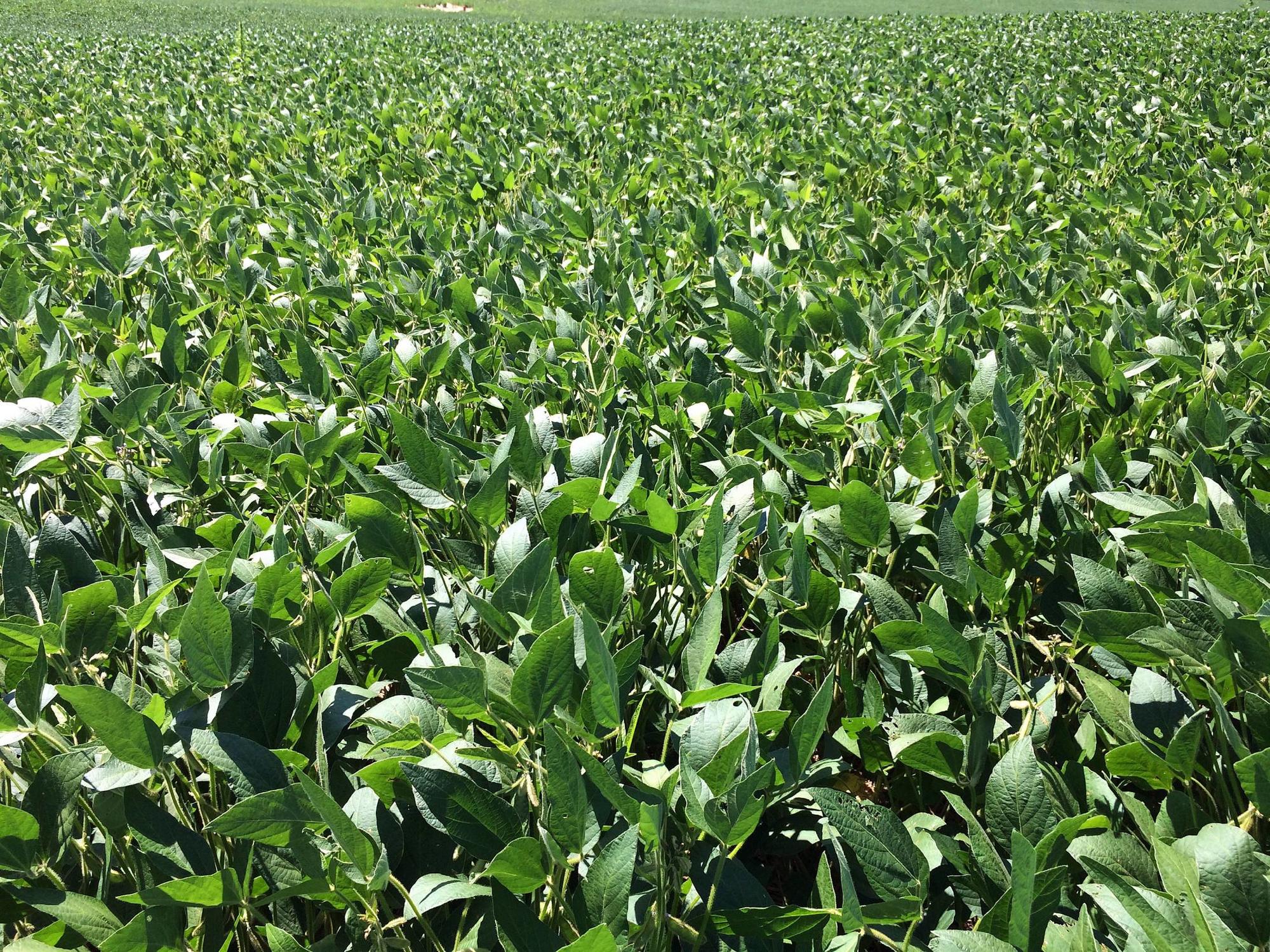 planta de la soja