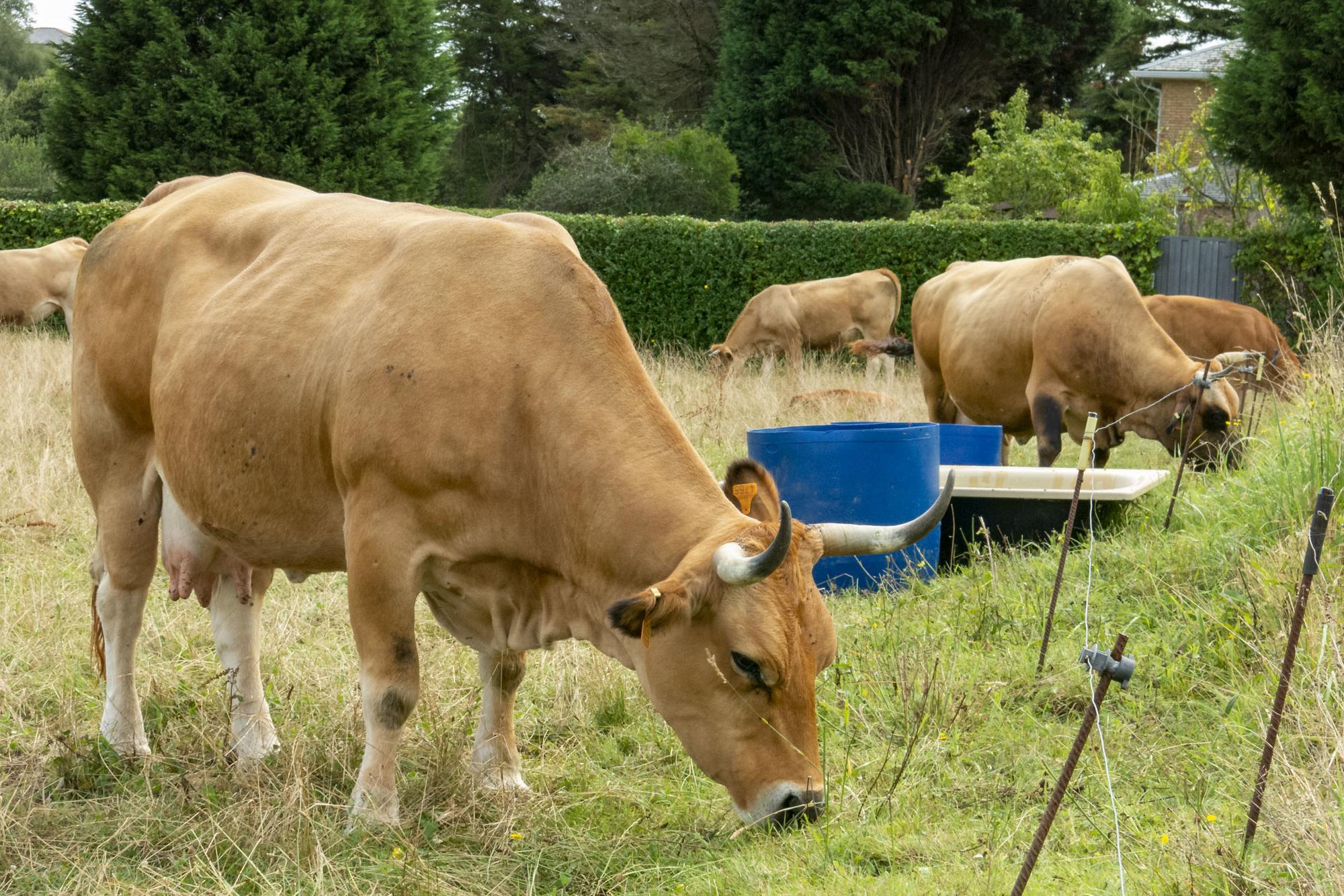 Vacas cantabria