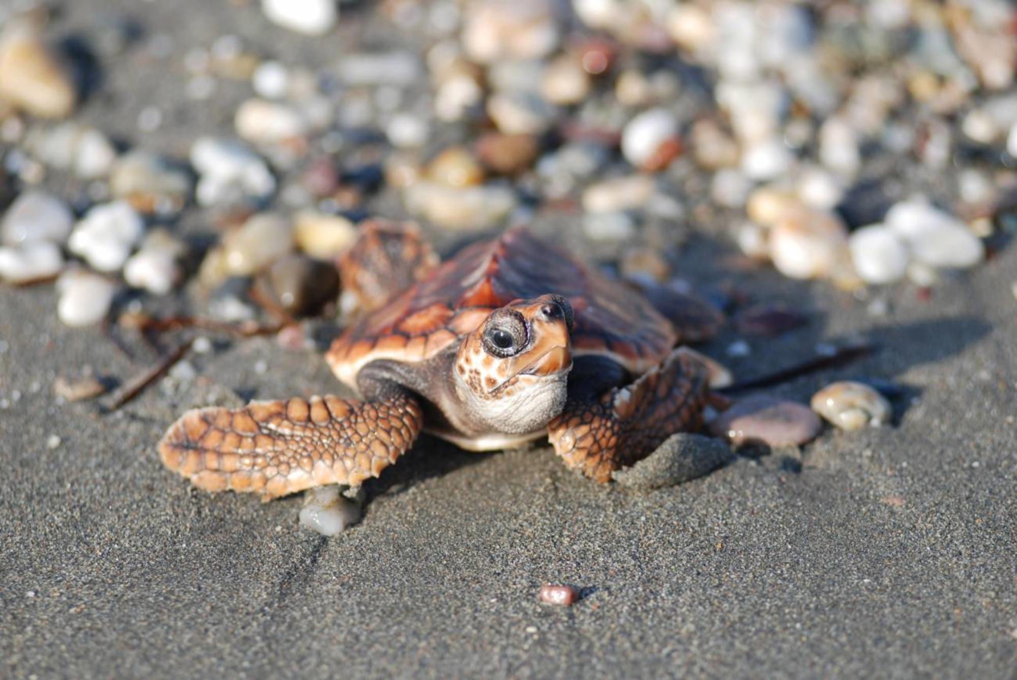 tortuga boba caretta caretta