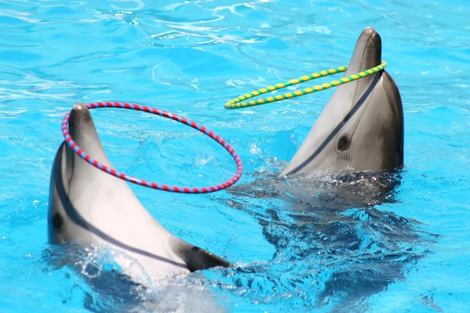 Delfines en acuario