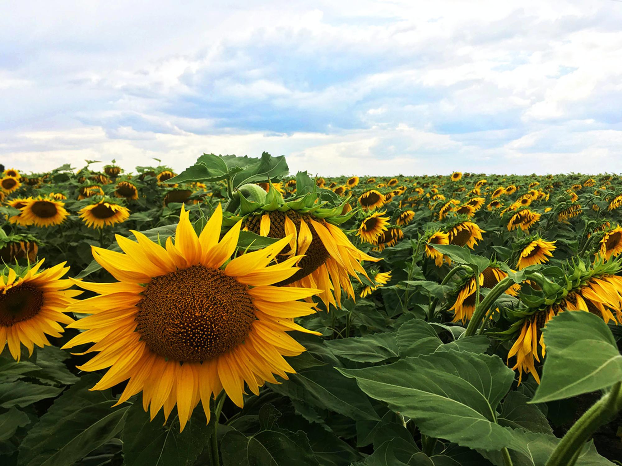 Girasol Ucrania