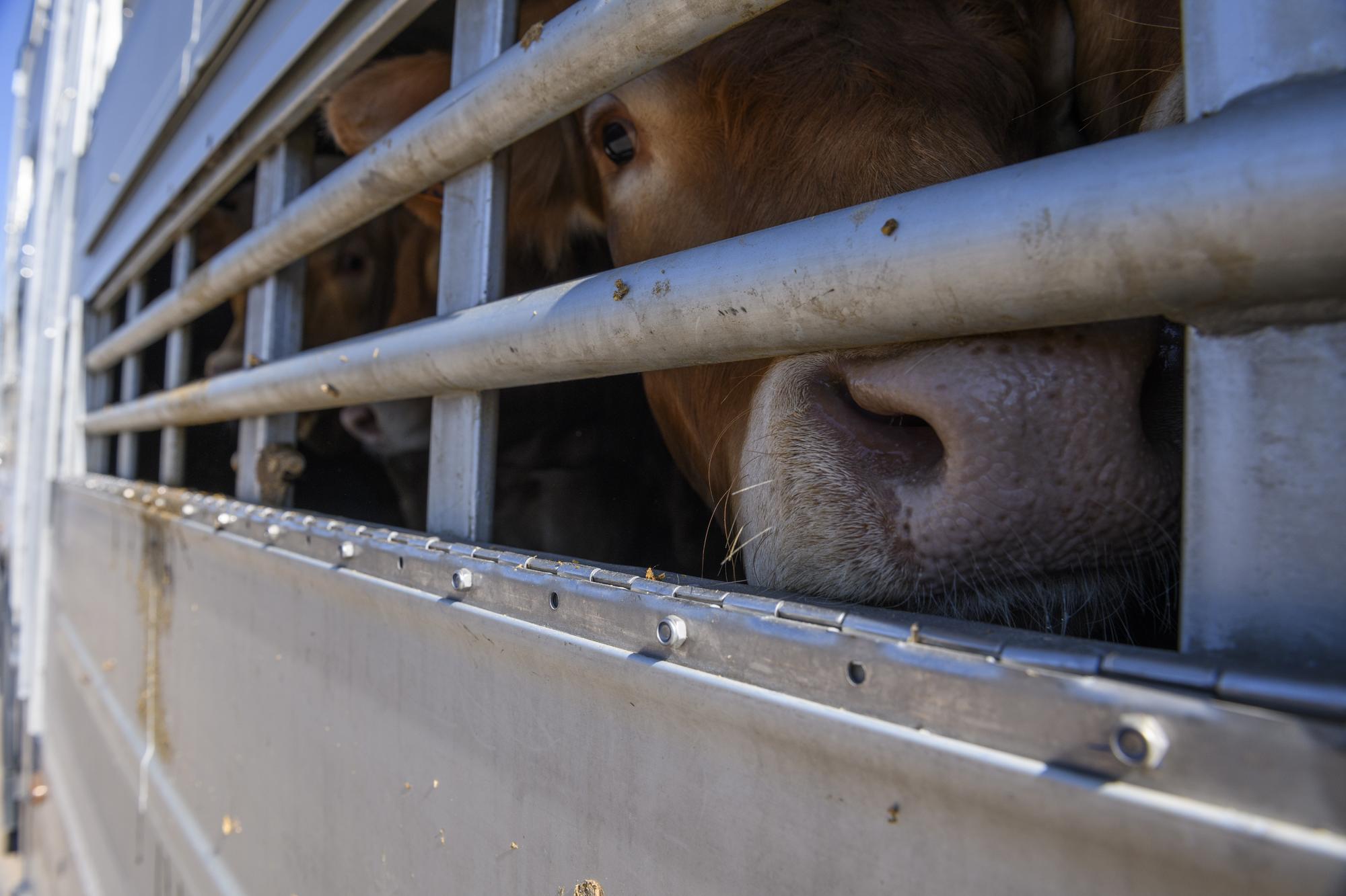 Vacas transportadas en camión.