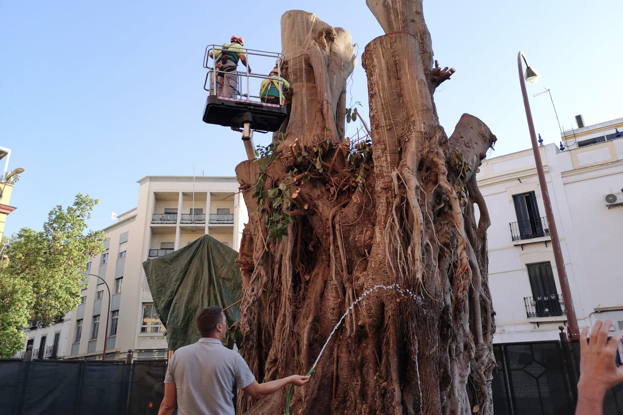 Ficus Sevilla