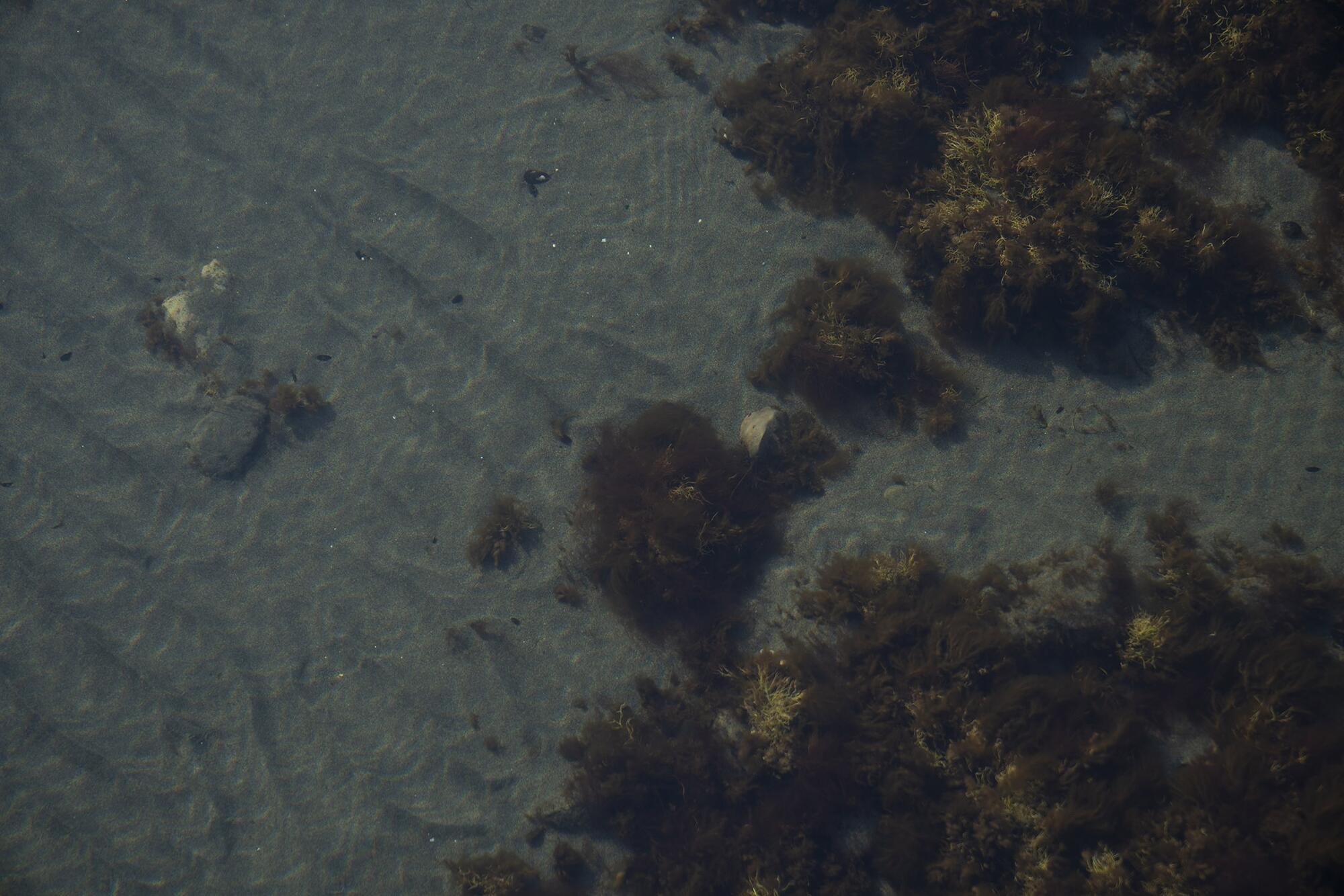 Salmoneras Chile - 8