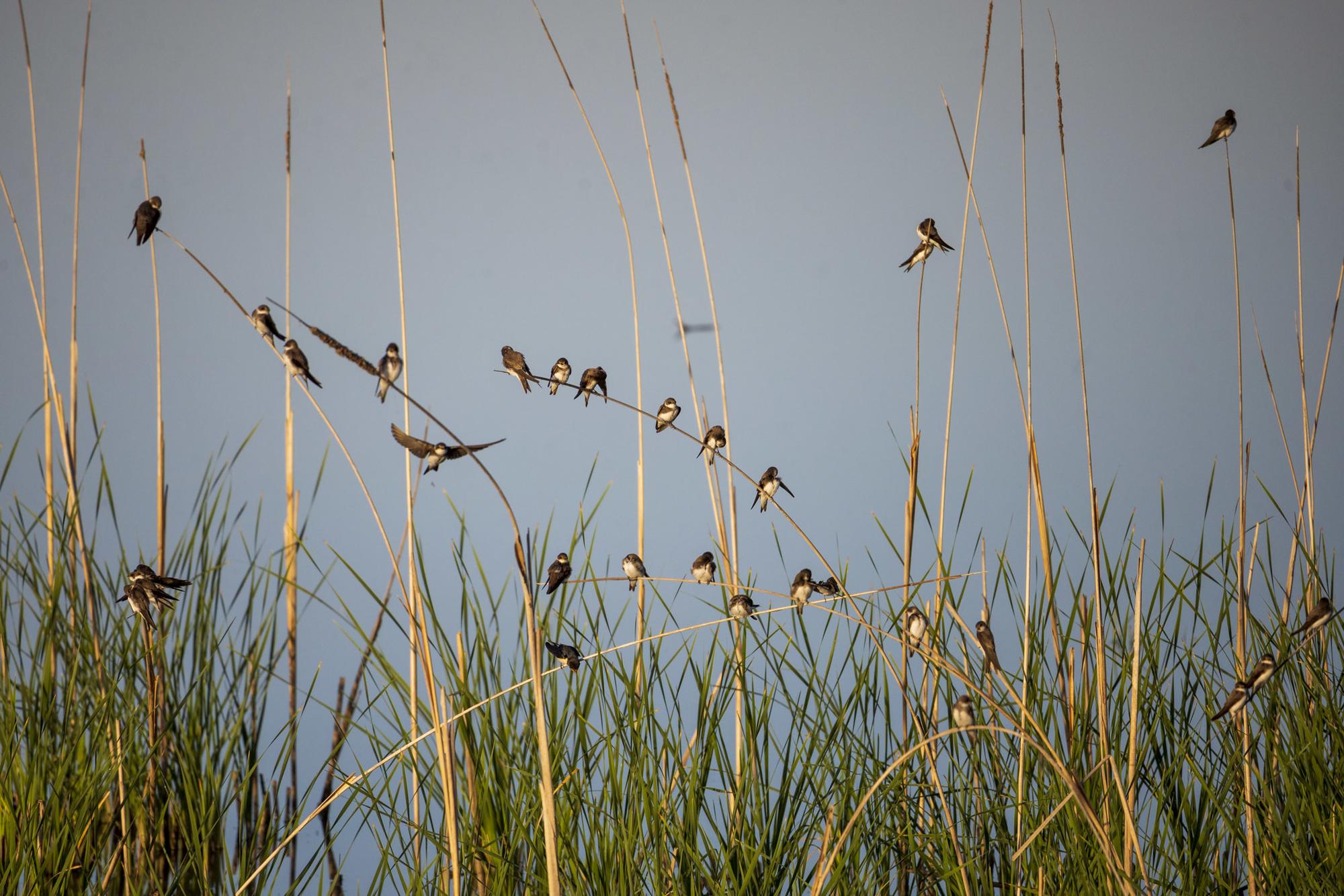 Doñana Abril 2023 - 5