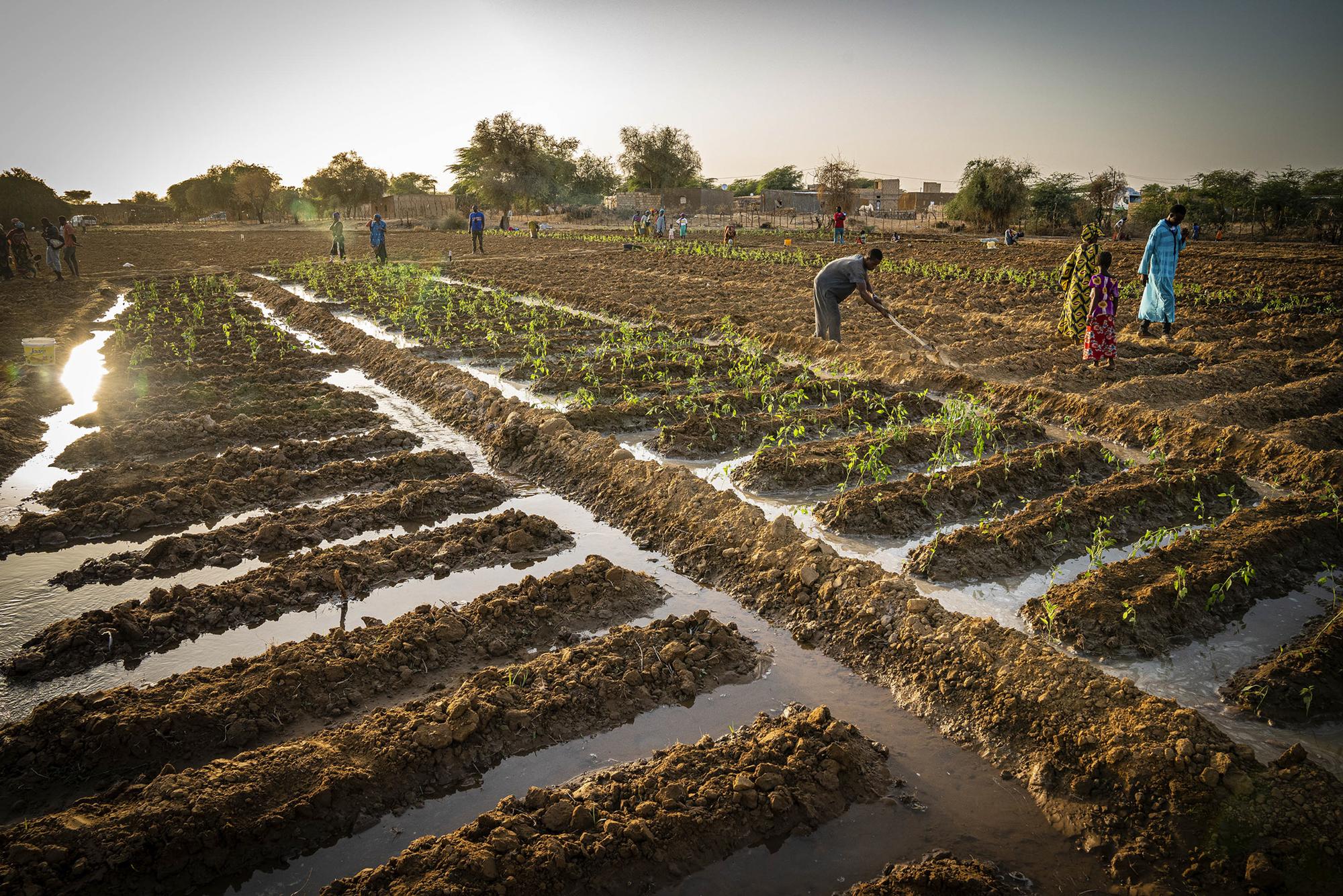 Agroecología y feminismo en Senegal - 5