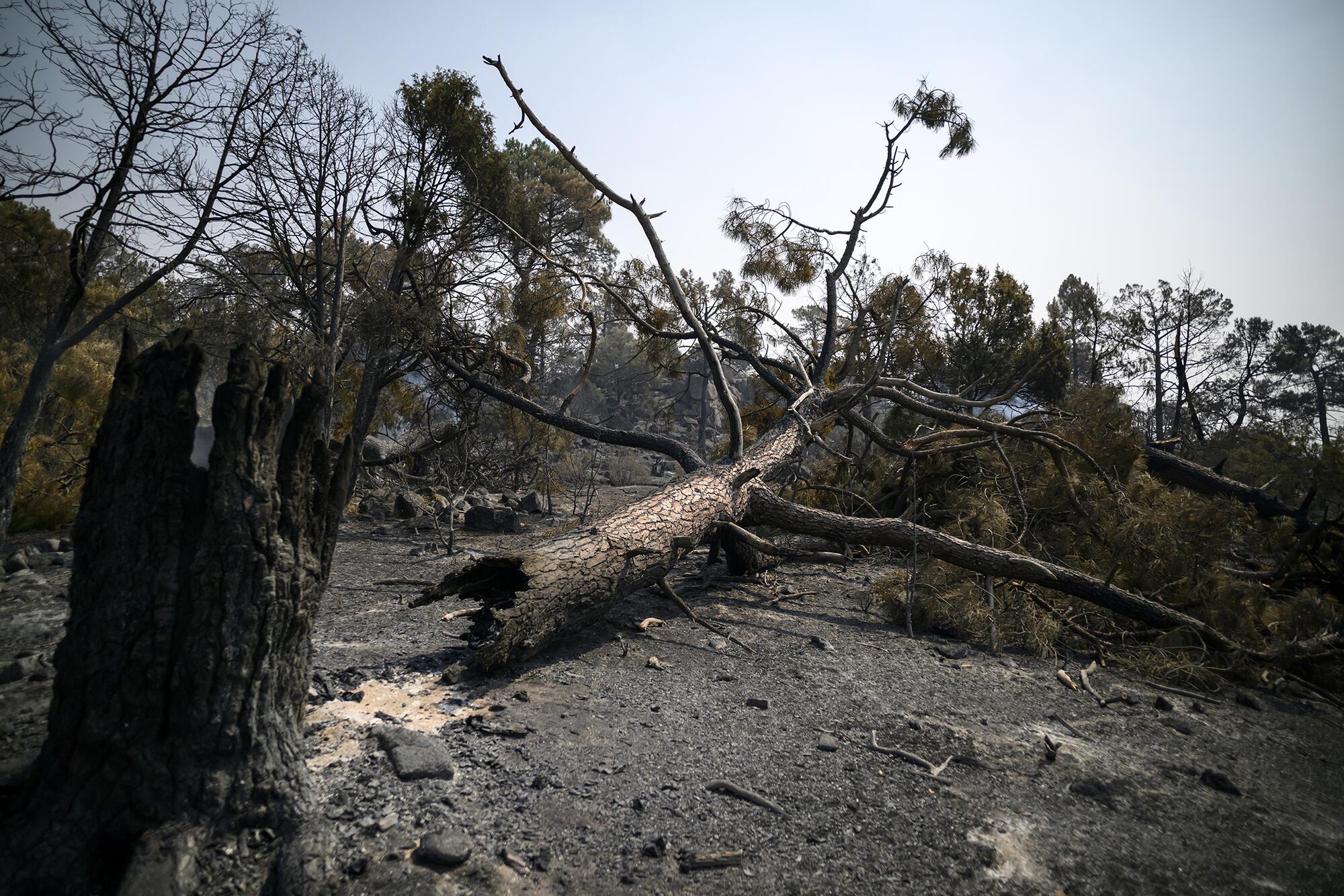 Incendio Navaluenga - 7