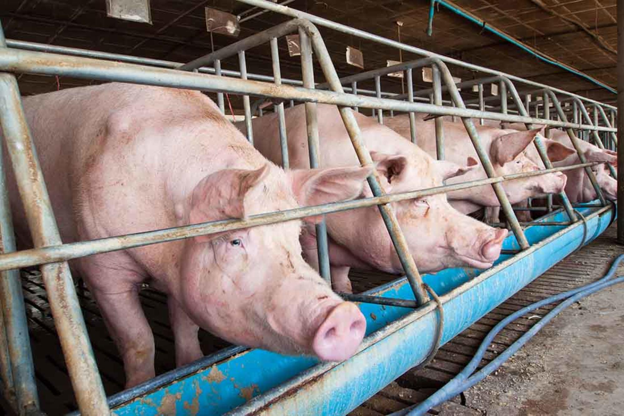 Movimiento Derechos Animales.