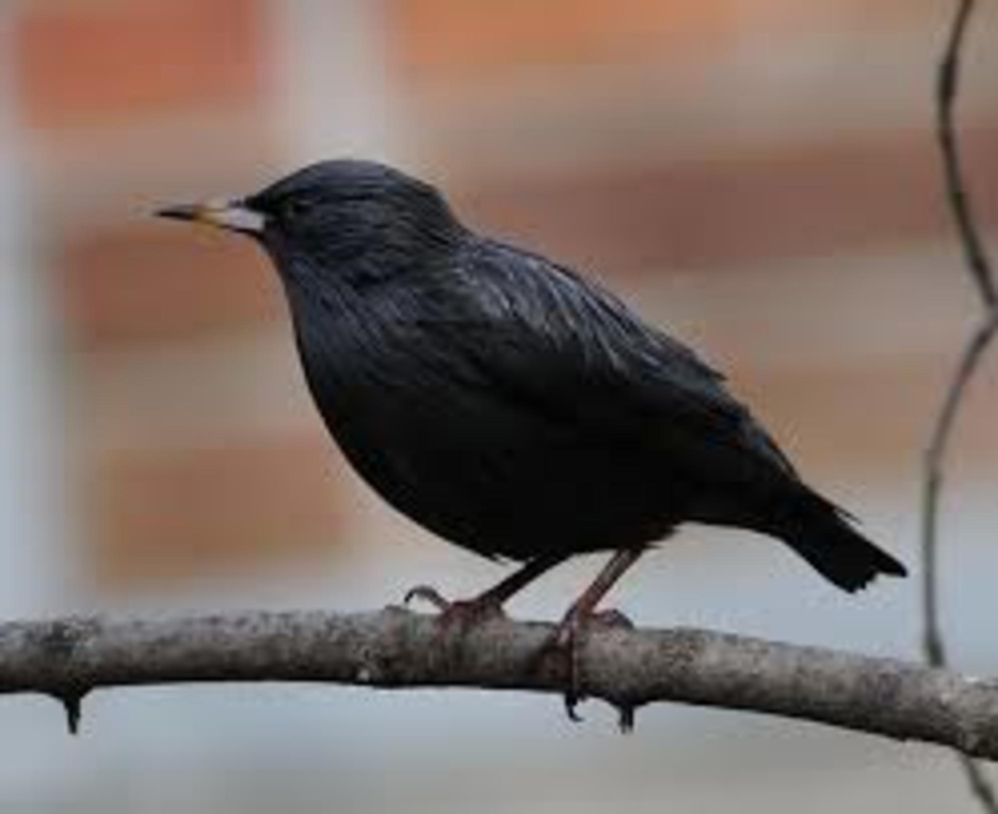 Estornino negro