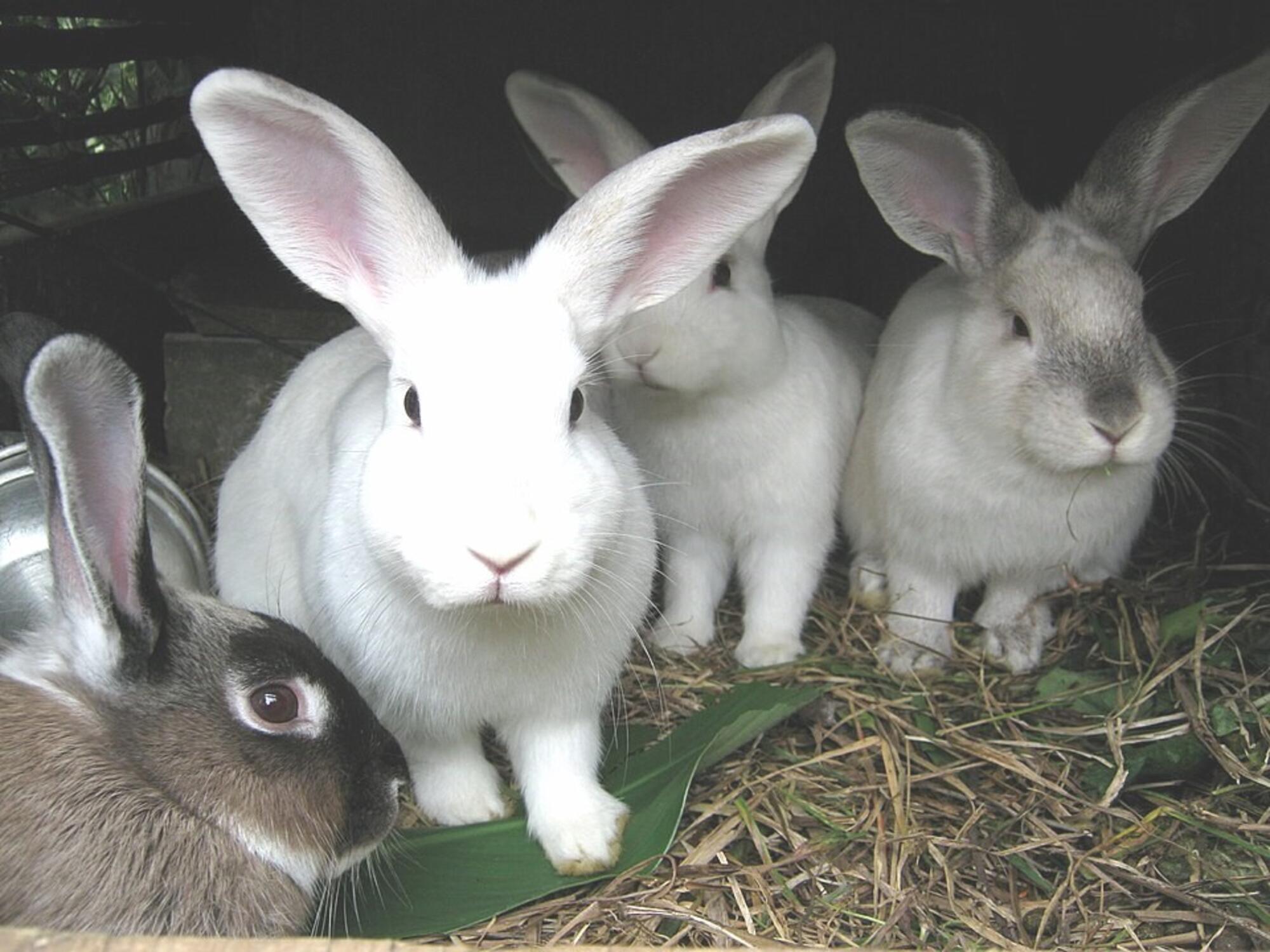 Conejos