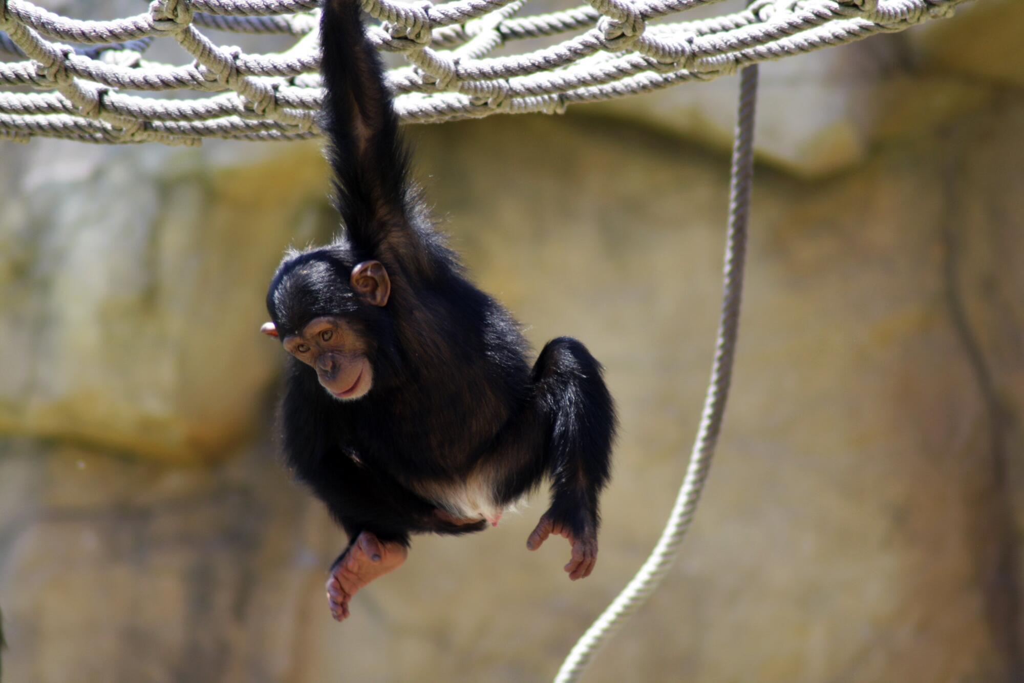 Chimpancé.