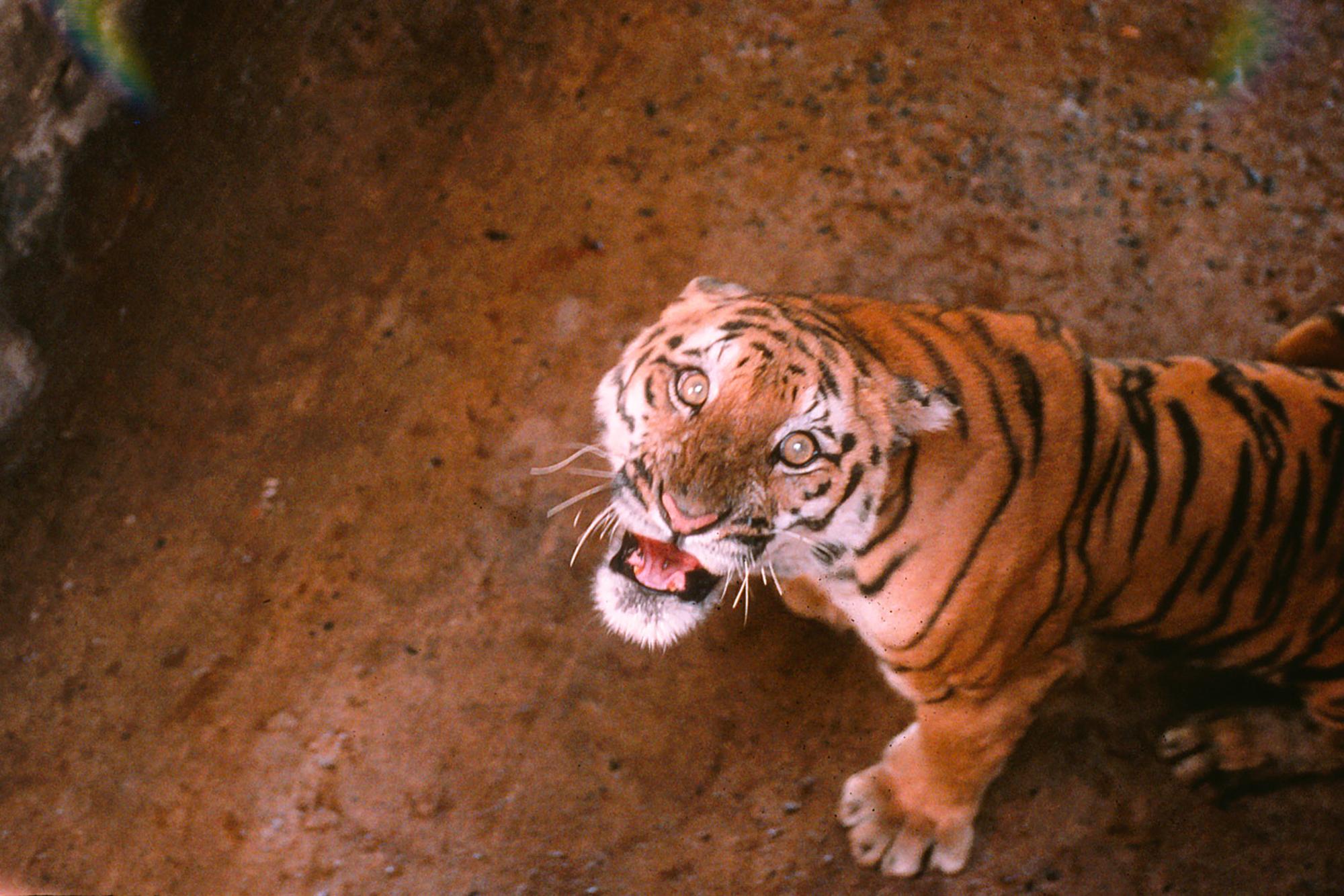 Tigres Sundarbans 2