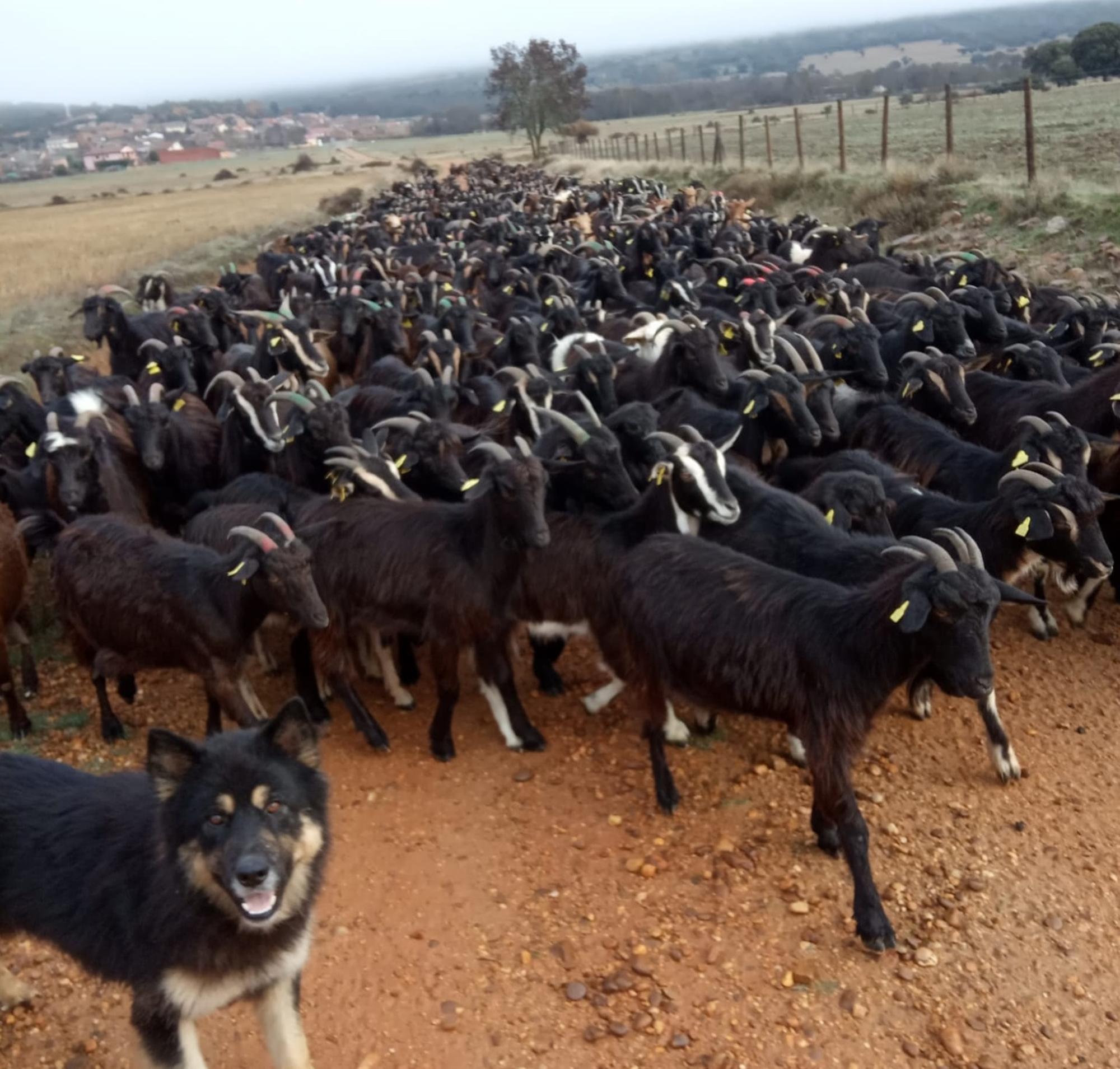 Rebaño de cabras