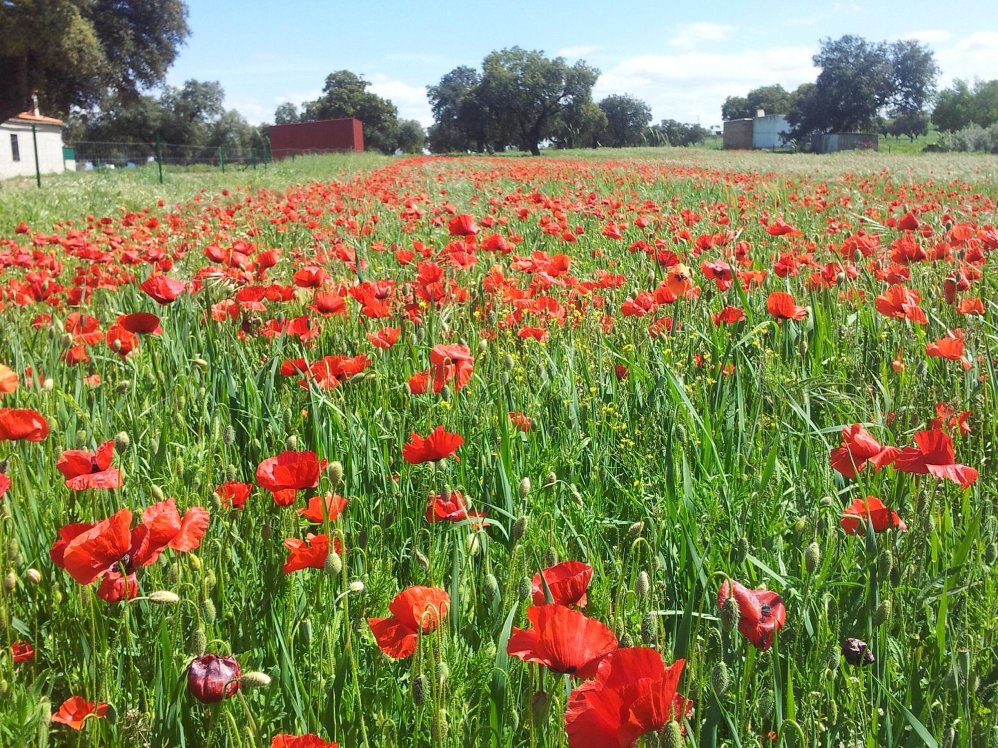 Campo amapolas