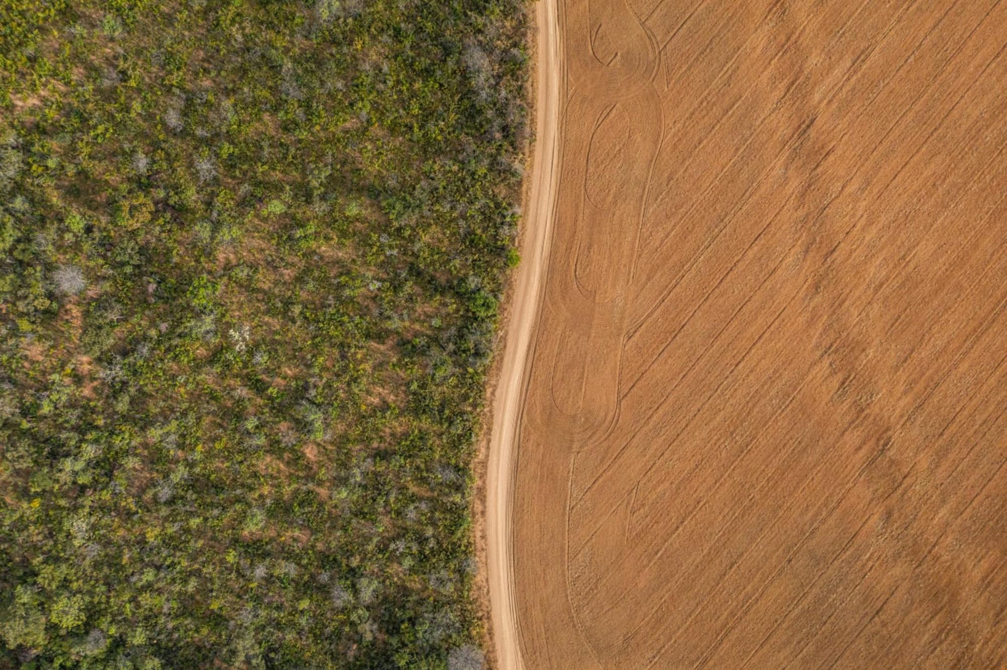 Campo de soja en la Amazonía