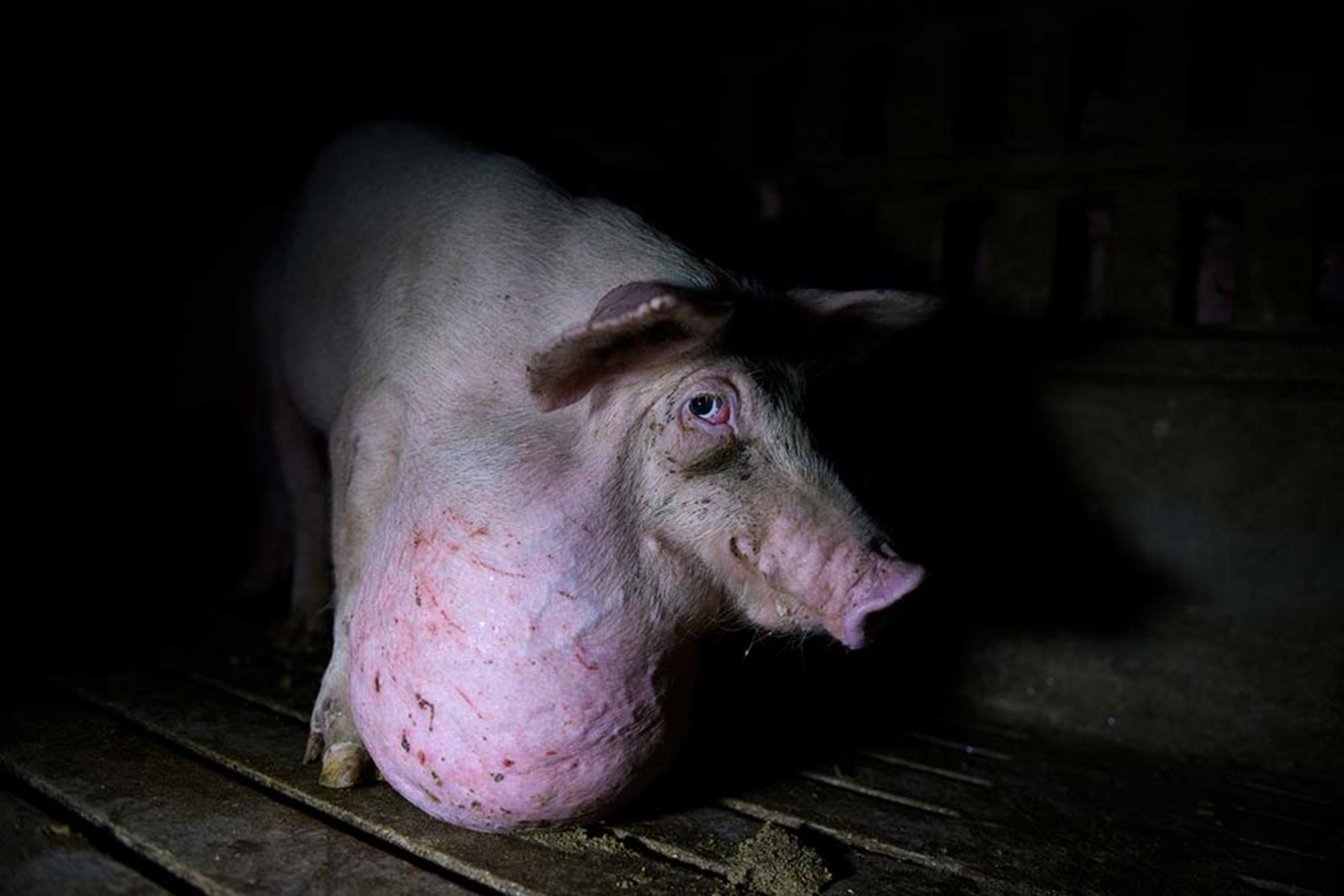 Aitor Garmendia, premio Picture Of The Year International