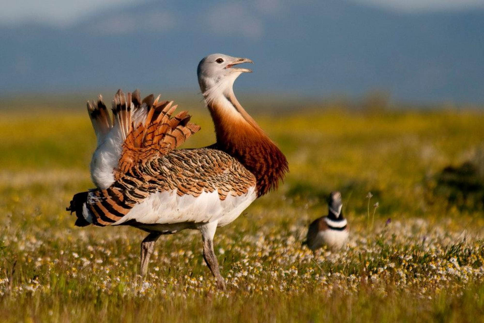 Aves esteparias