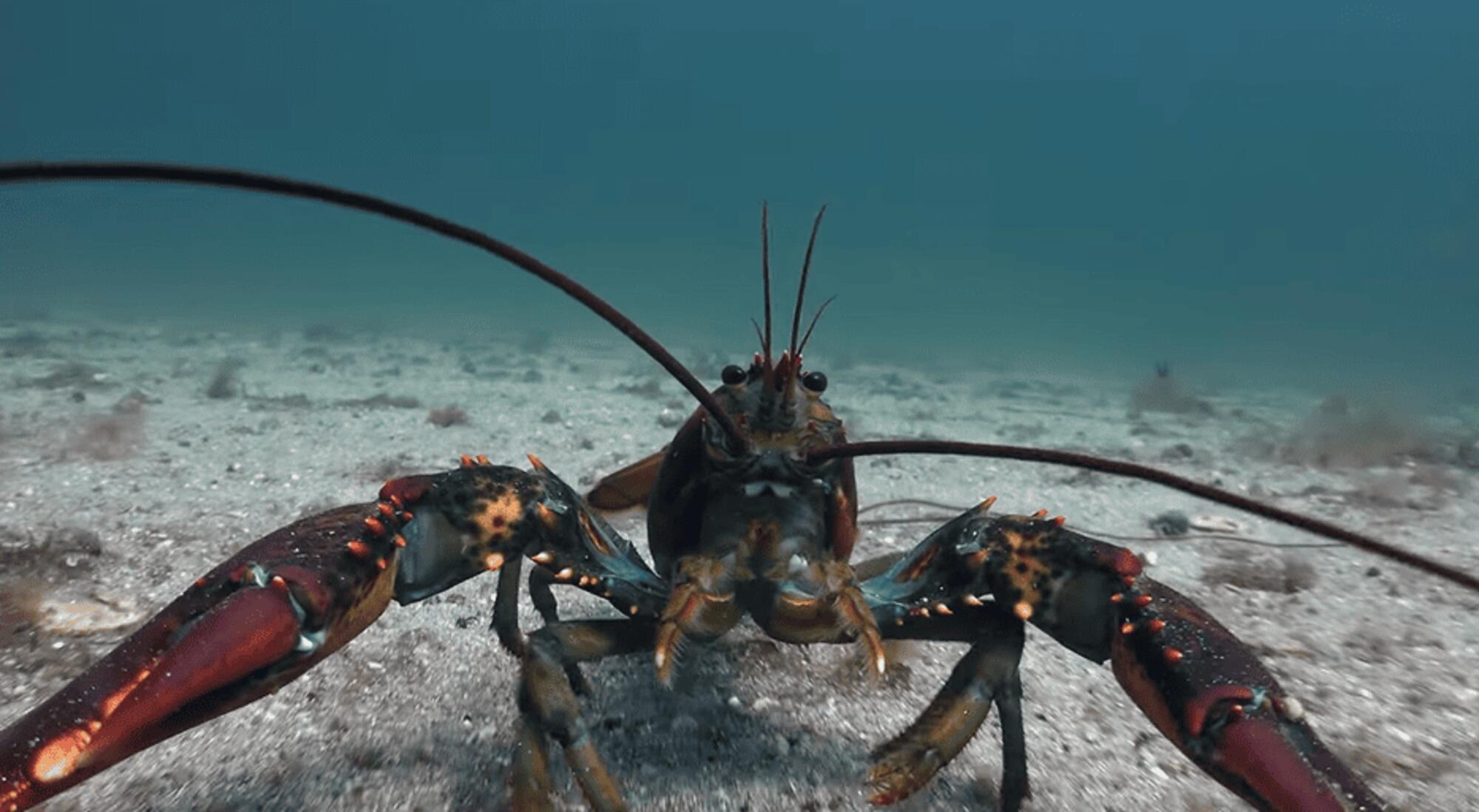 Langosta en el océano