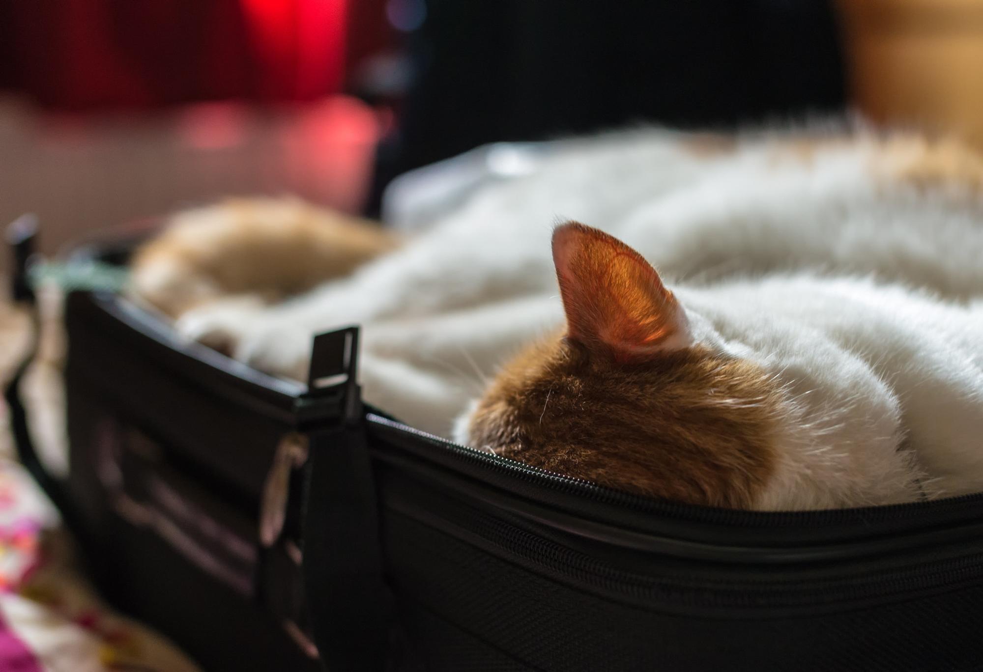 Gato en una maleta