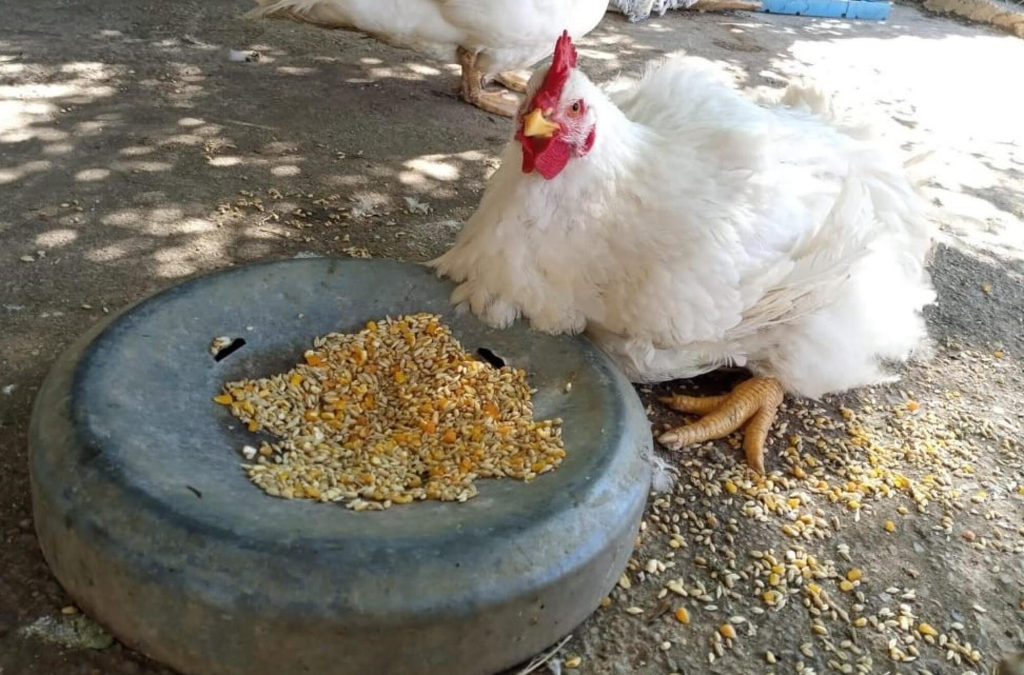 Gallina Clocky en un santuario