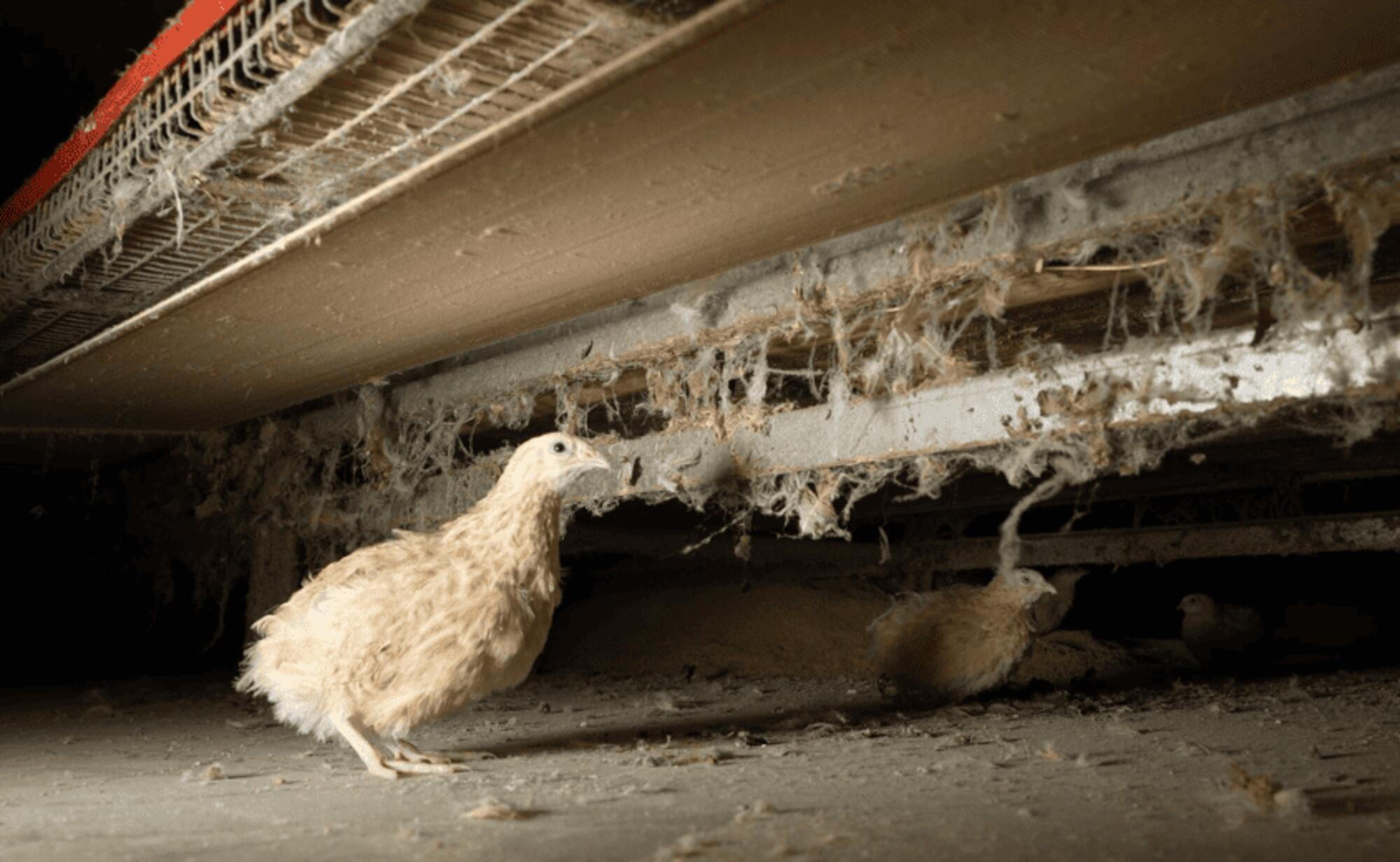 Codornices atrapadas en una granja