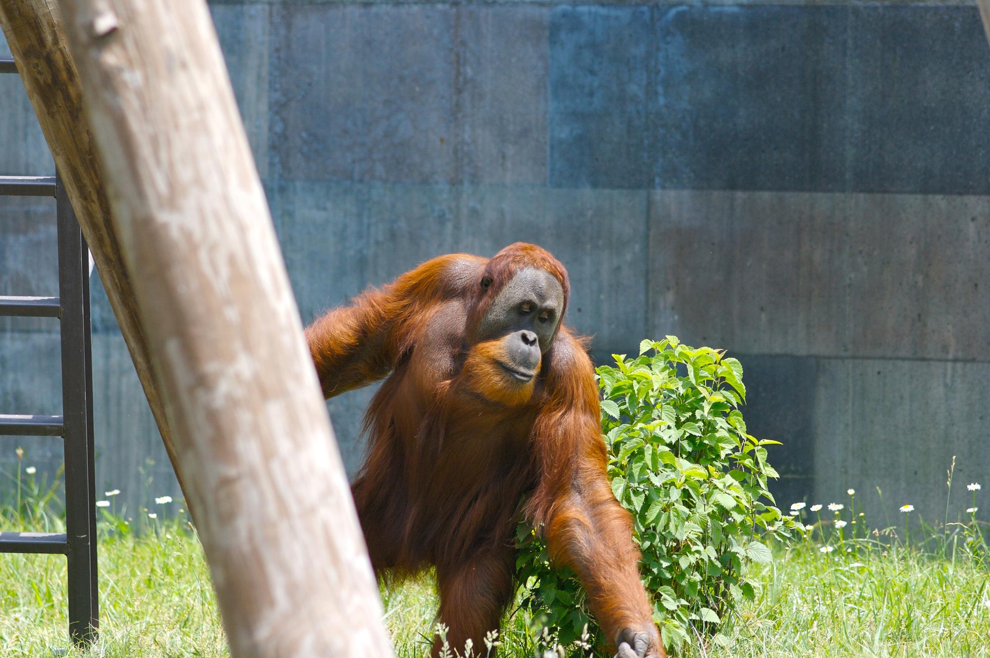 orangutan