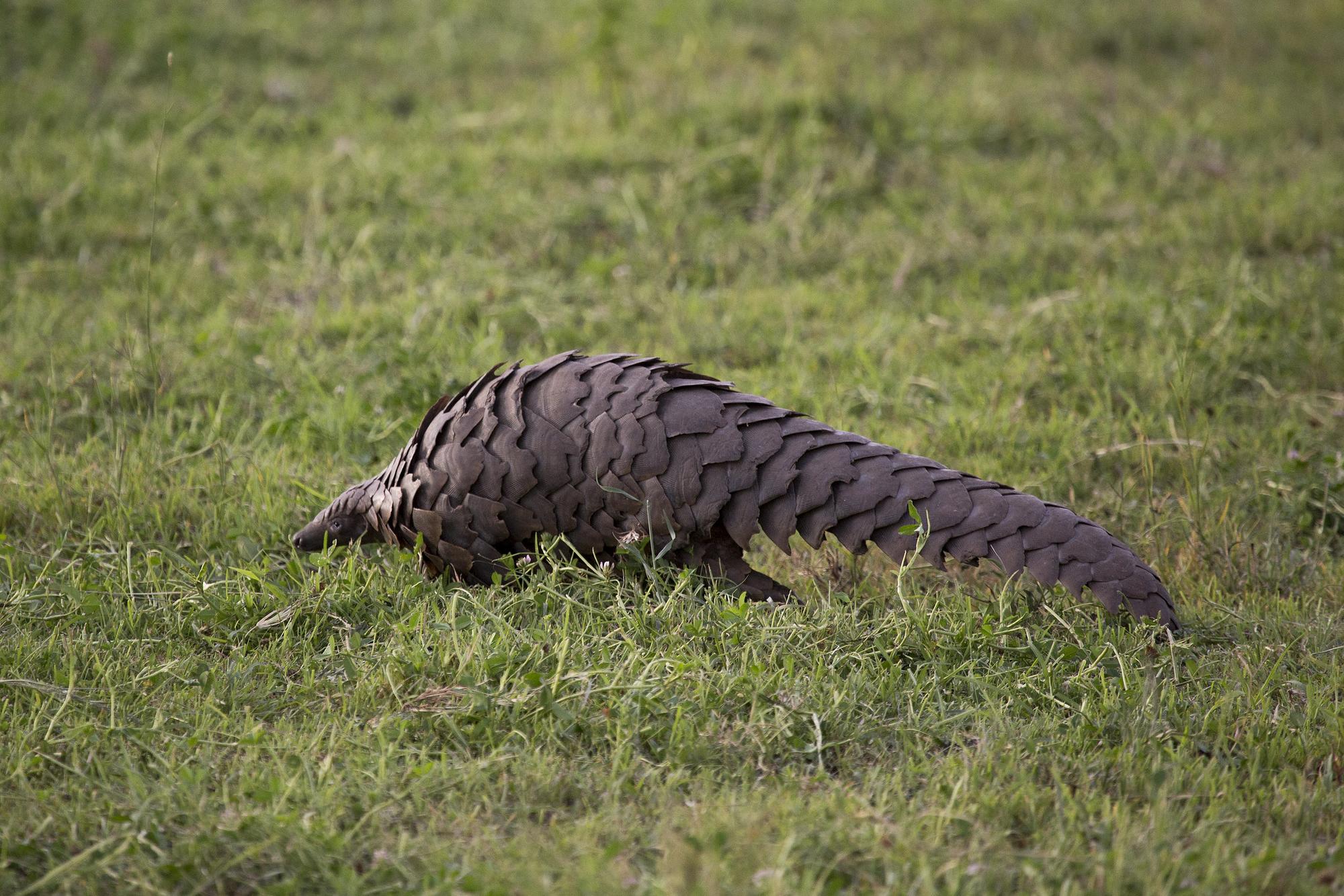 Pangolin