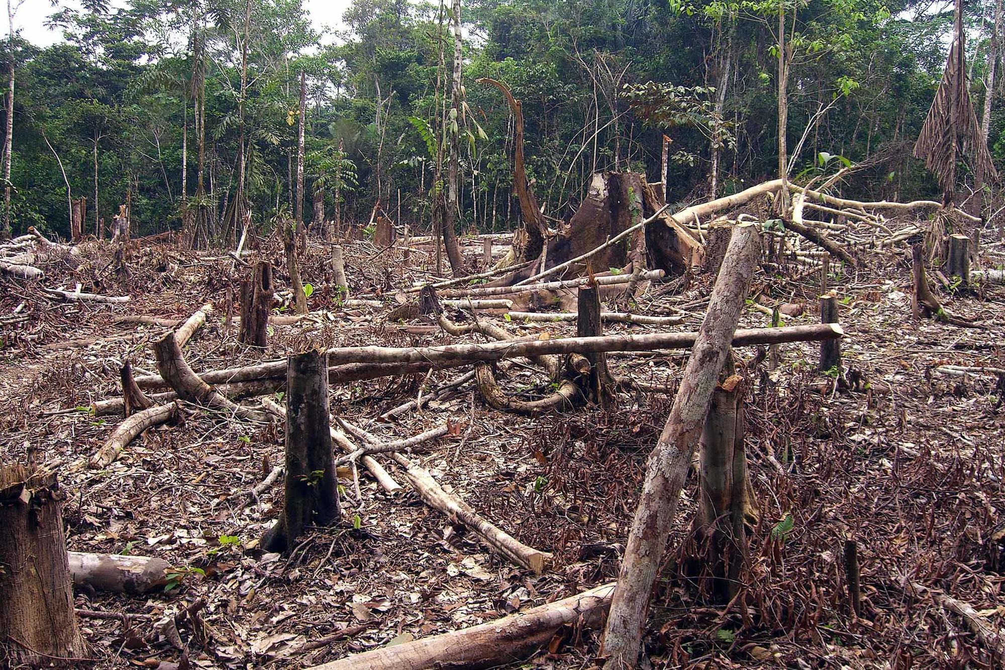 Deforestacion Amazonia