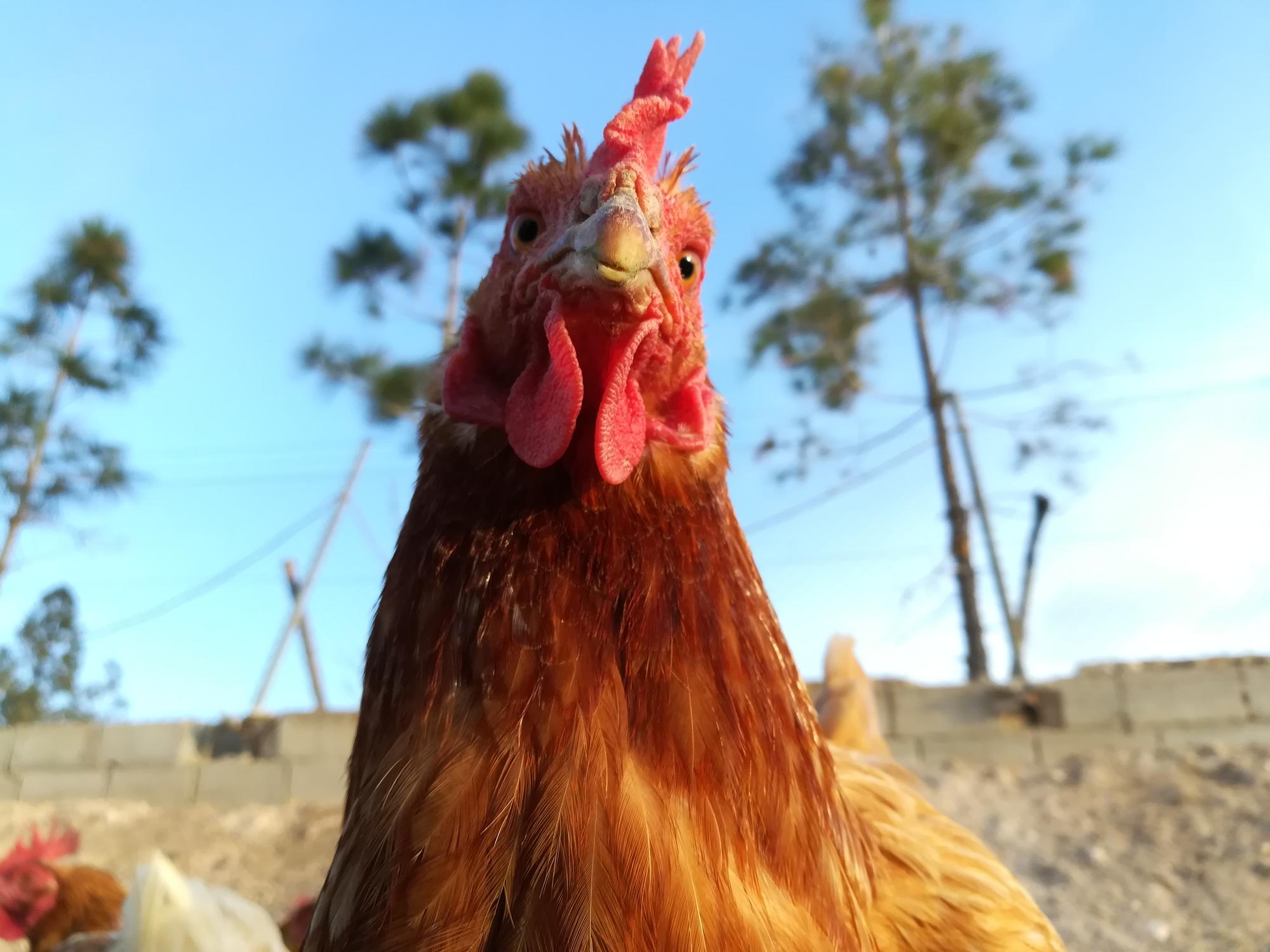 Ana, habitante del santuario Espíritu Libre