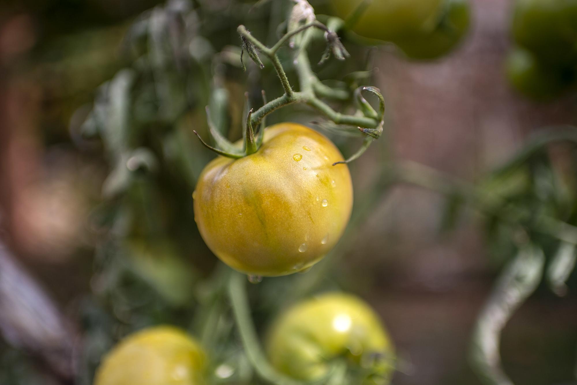 Un tomate huerta