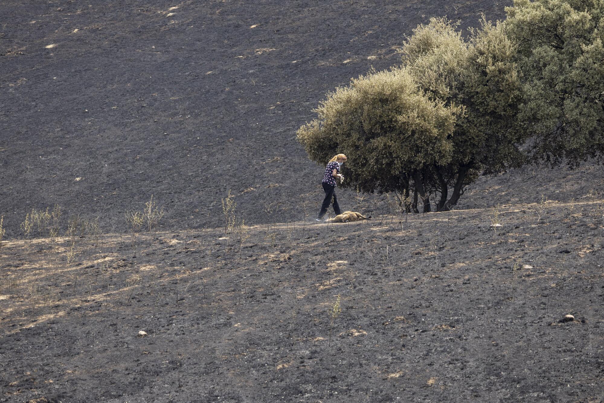 Incendio Tres Cantos  - 14