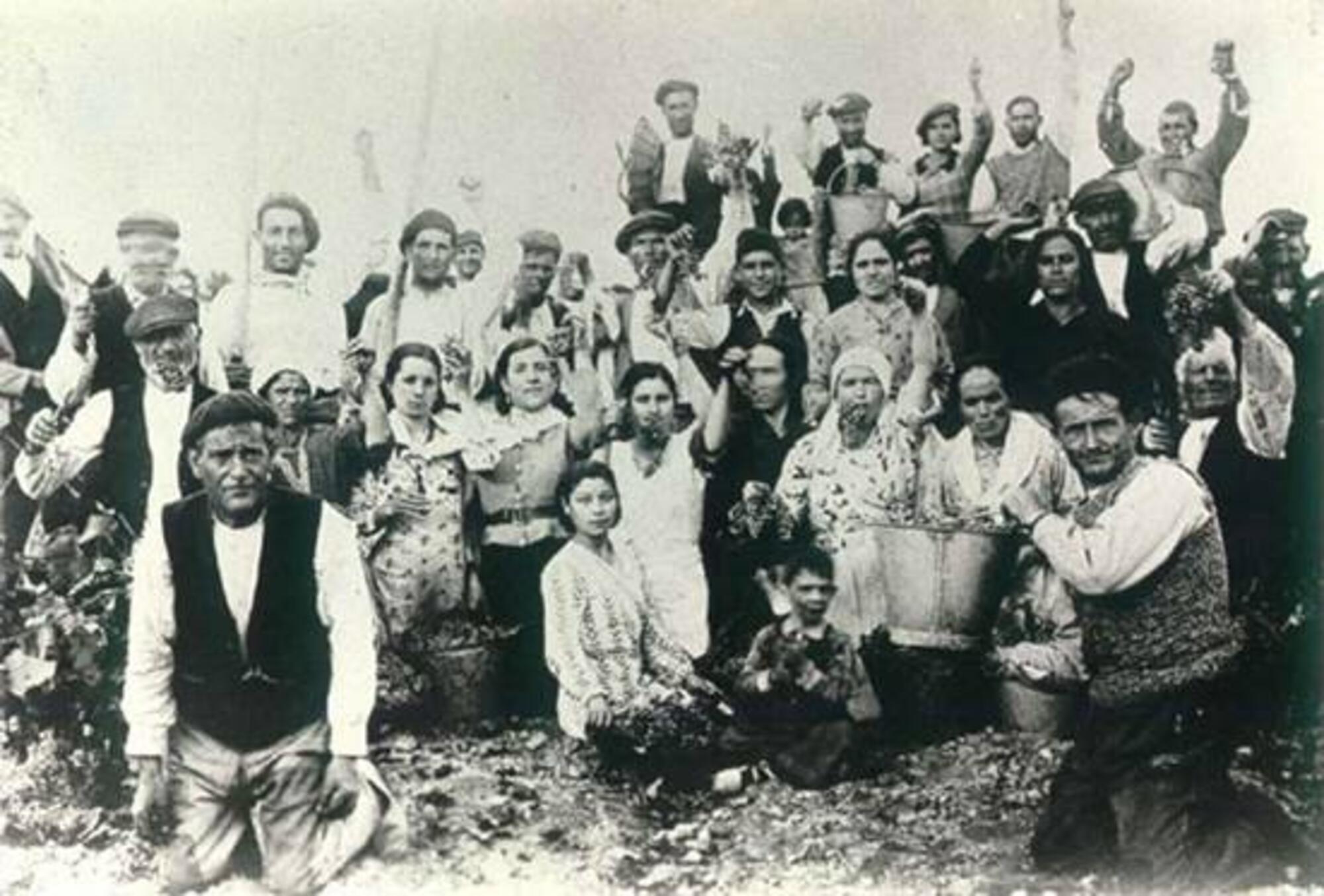 Colectividad Libre de Mas de las Matas (Teruel) en plena vendimia de 1936 o 1937 