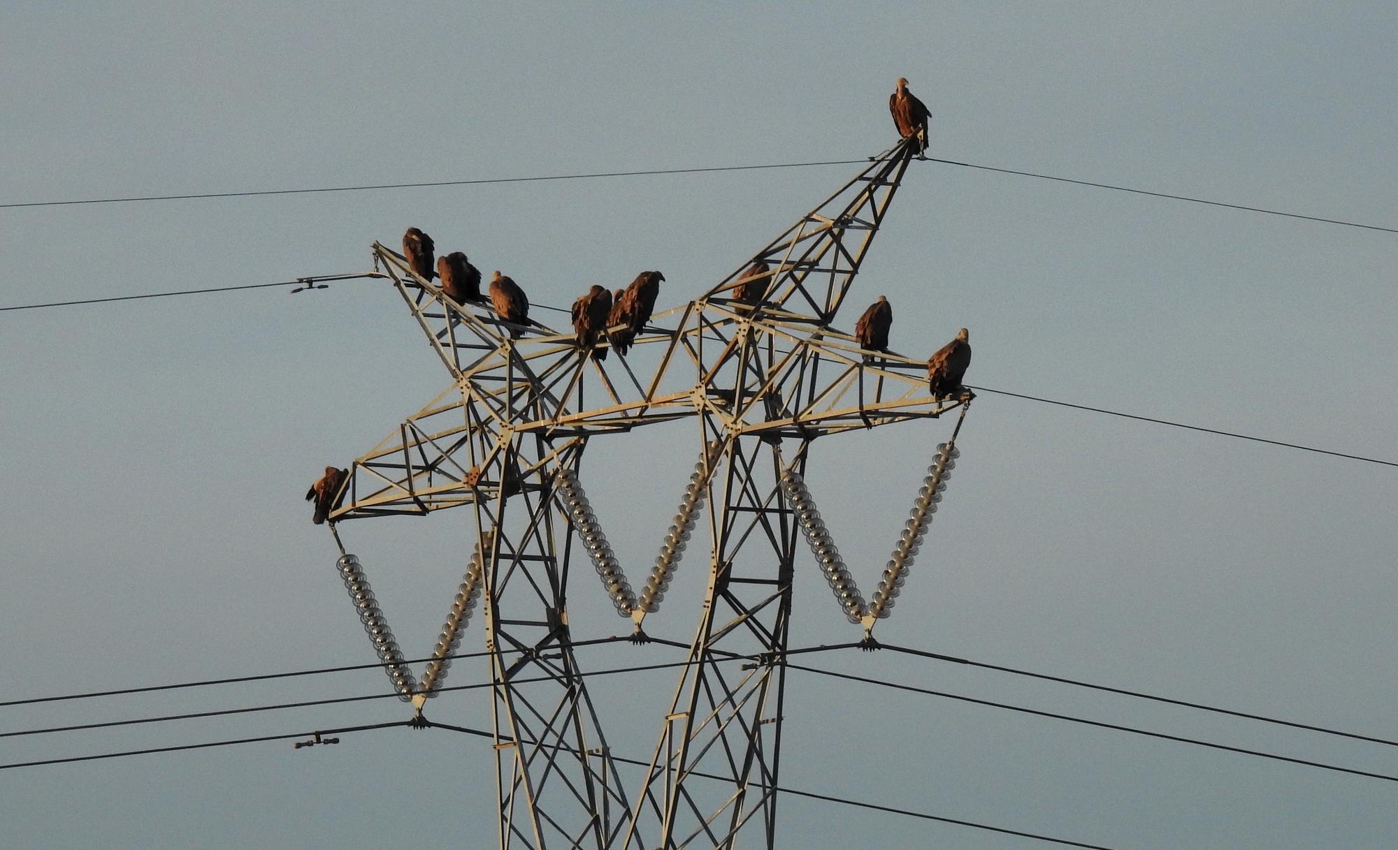 Buitres sobre torre eléctrica 2