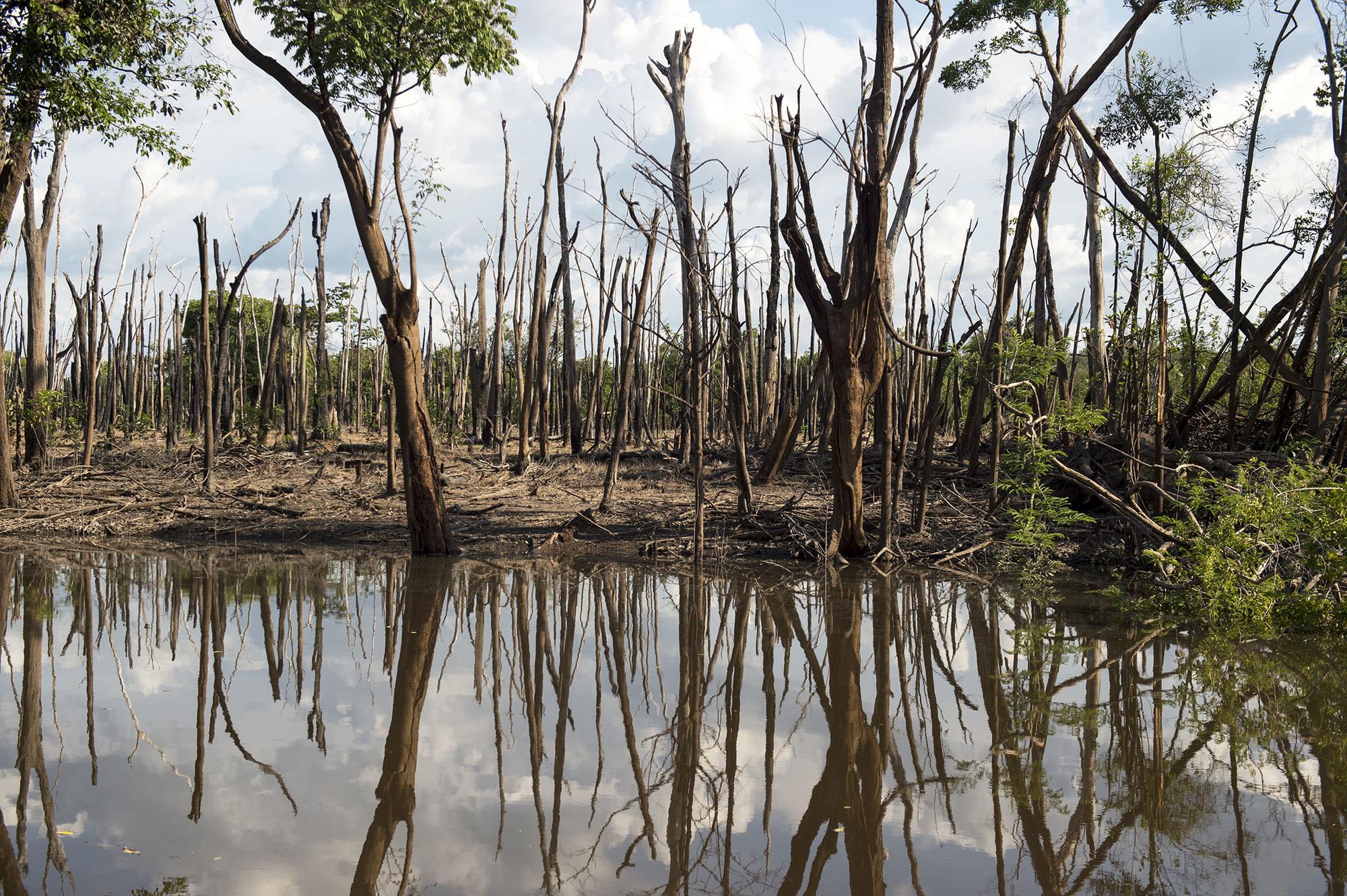 Afluente del Amazonas dañado por los procesos de deforestación