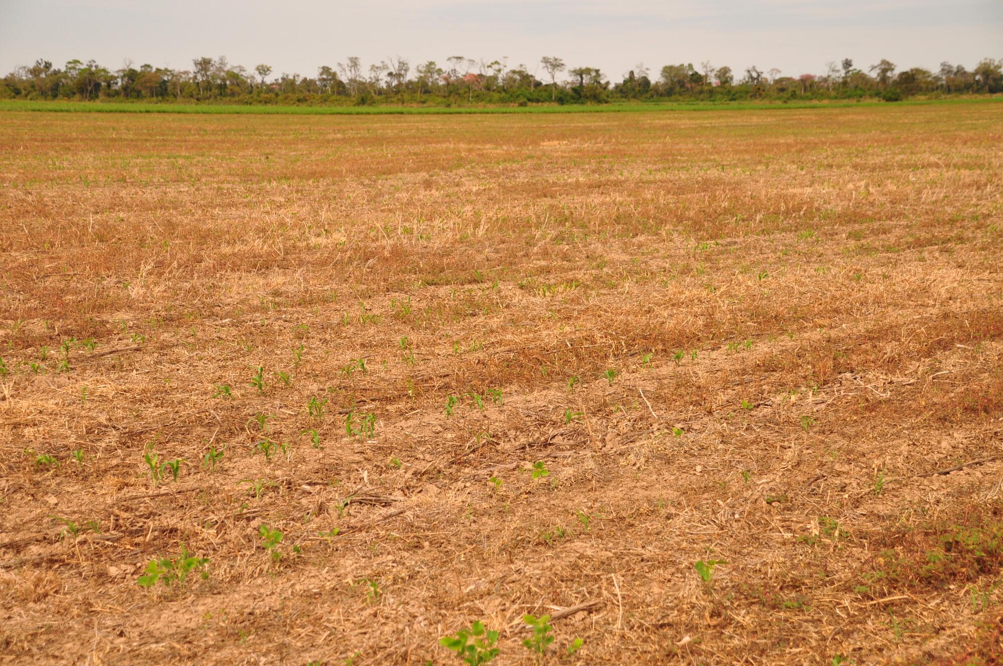 Bosque Seco Bolivia monocultivo soja