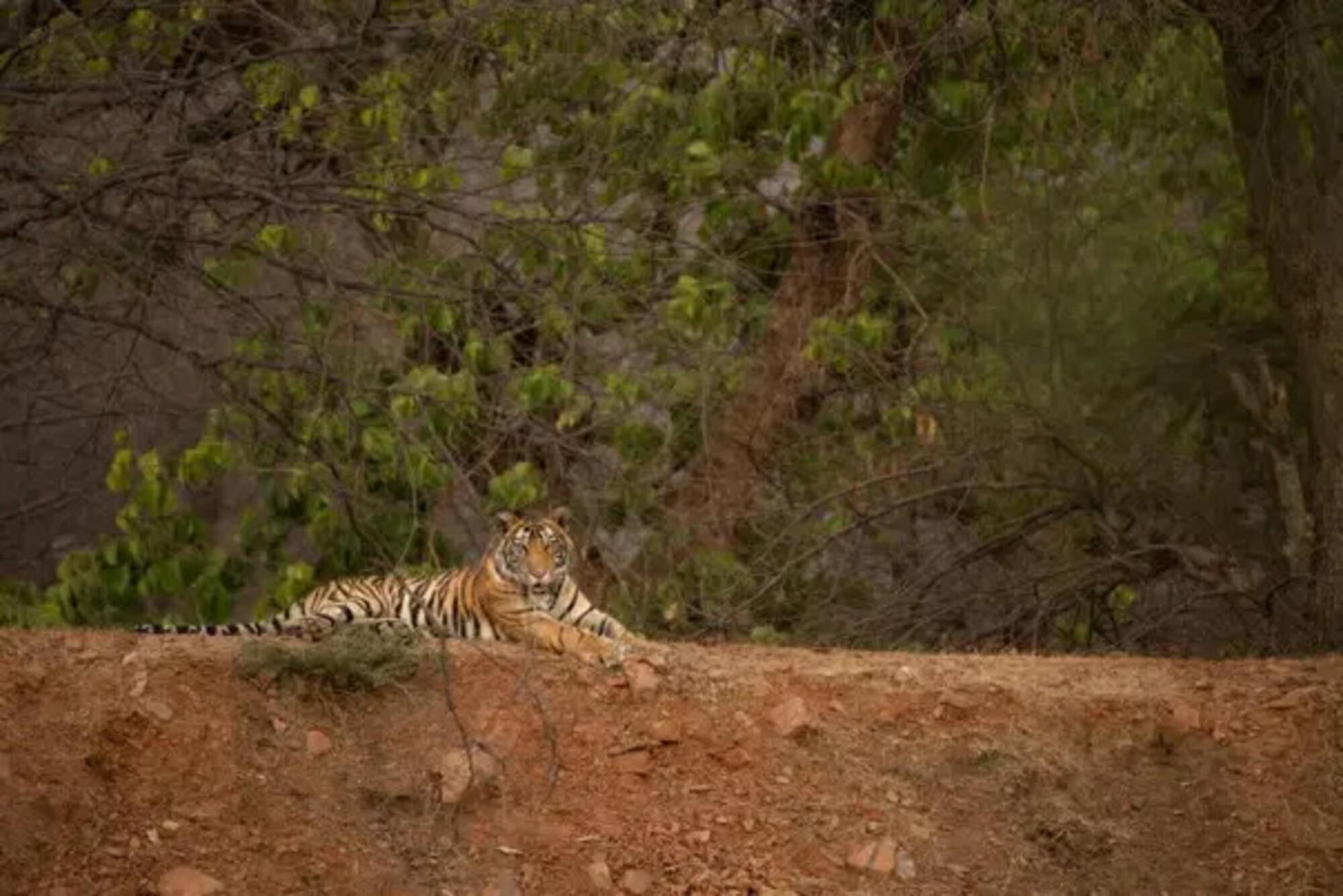 El 60% de la población global de tigres vive en India. Fuente: Unsplash