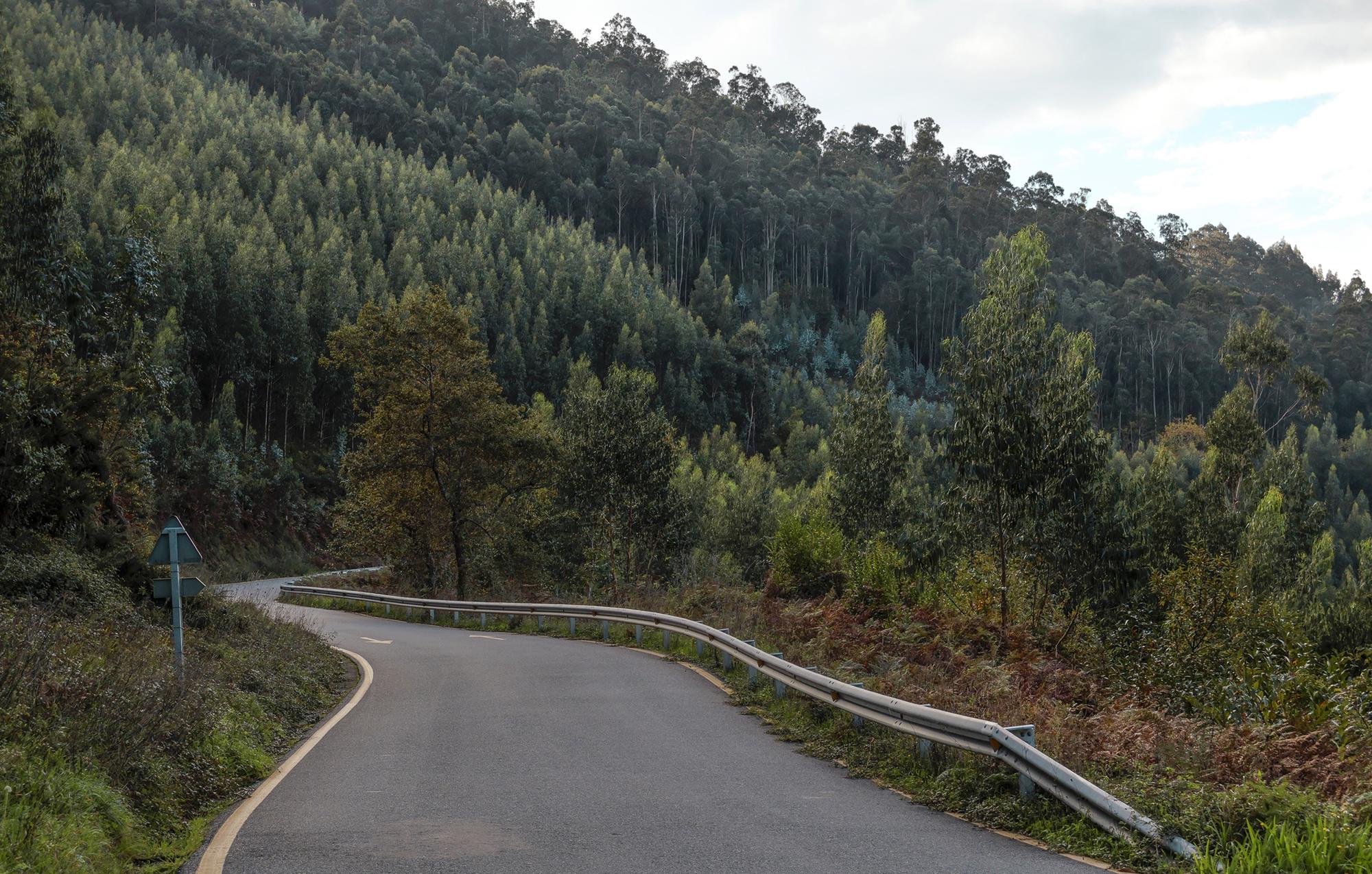 Bosque Galicia