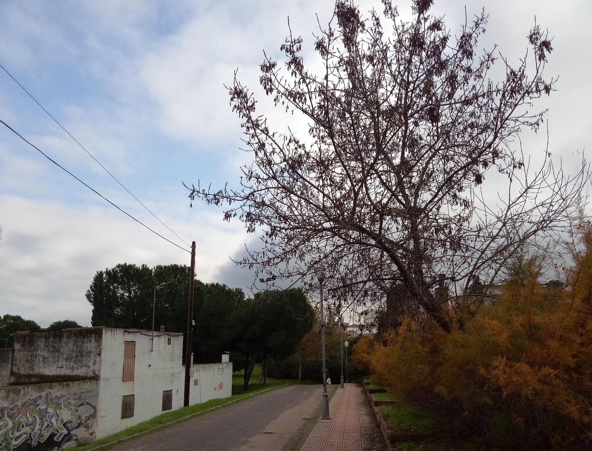 Arbol Mérida 1