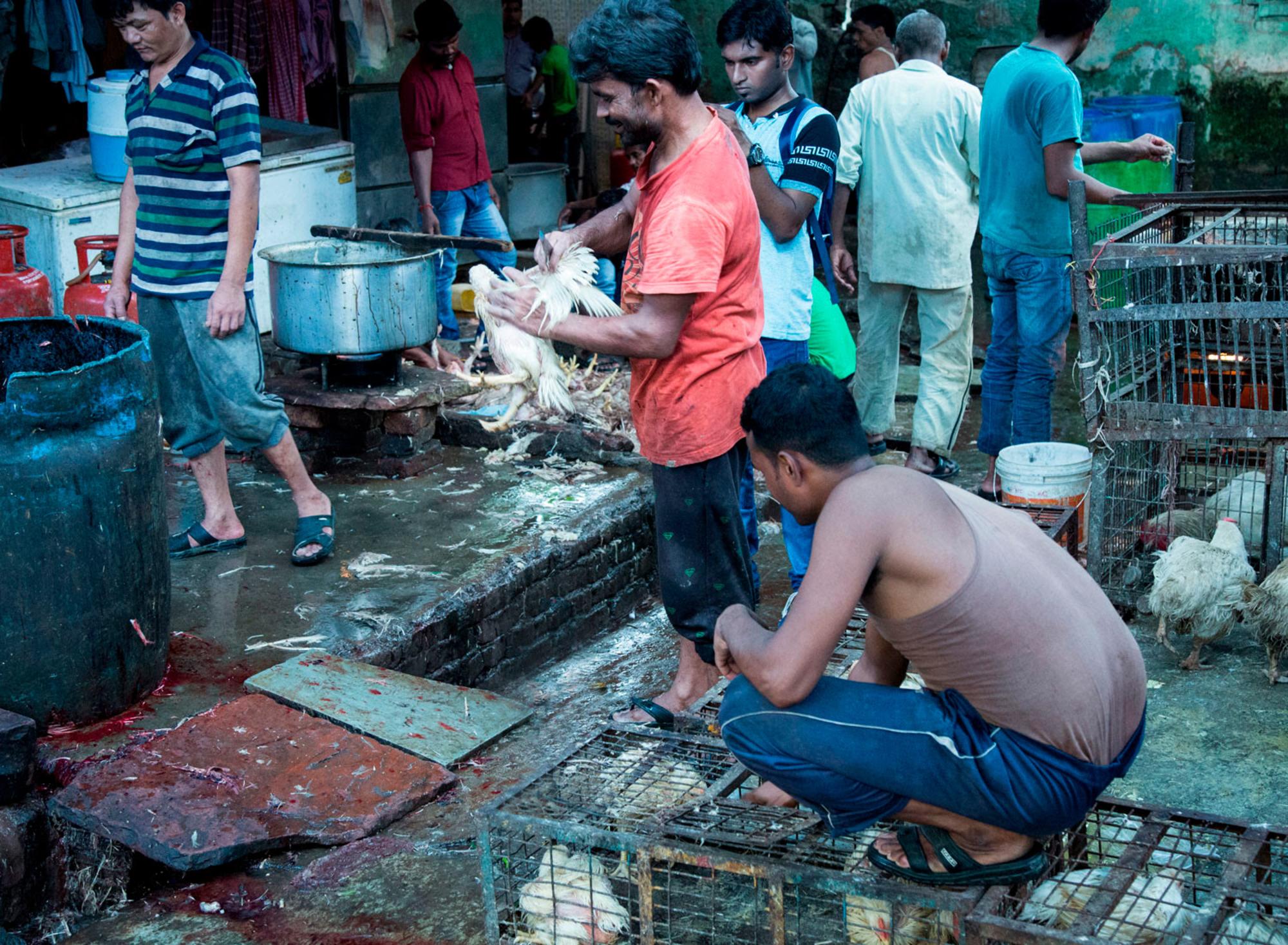 Mercado de animales vivos en India 2