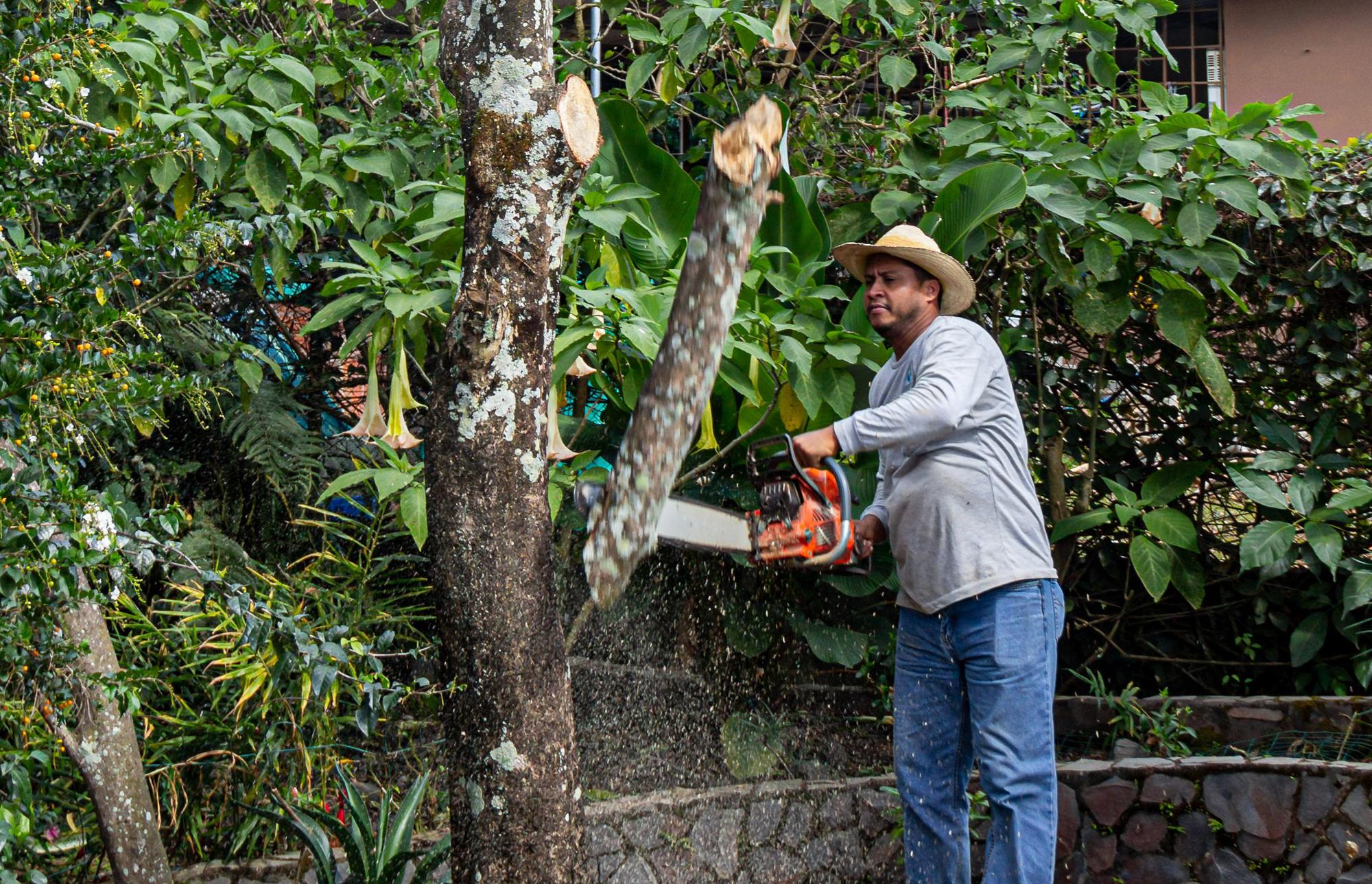 ¿Las plantas sufren?