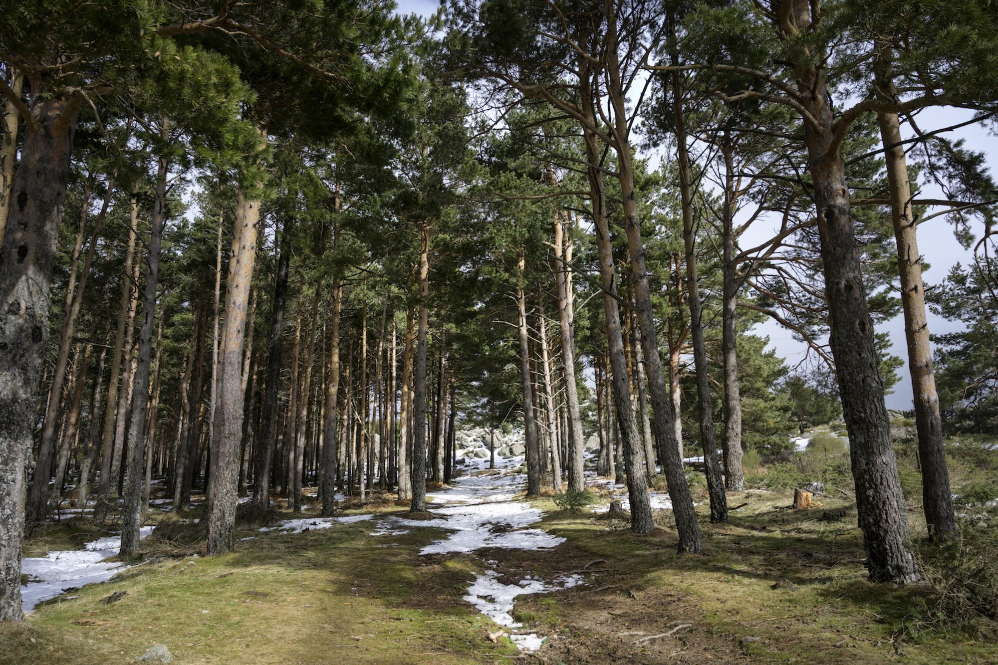 Alto del Leon Guadarrama cambio climatico