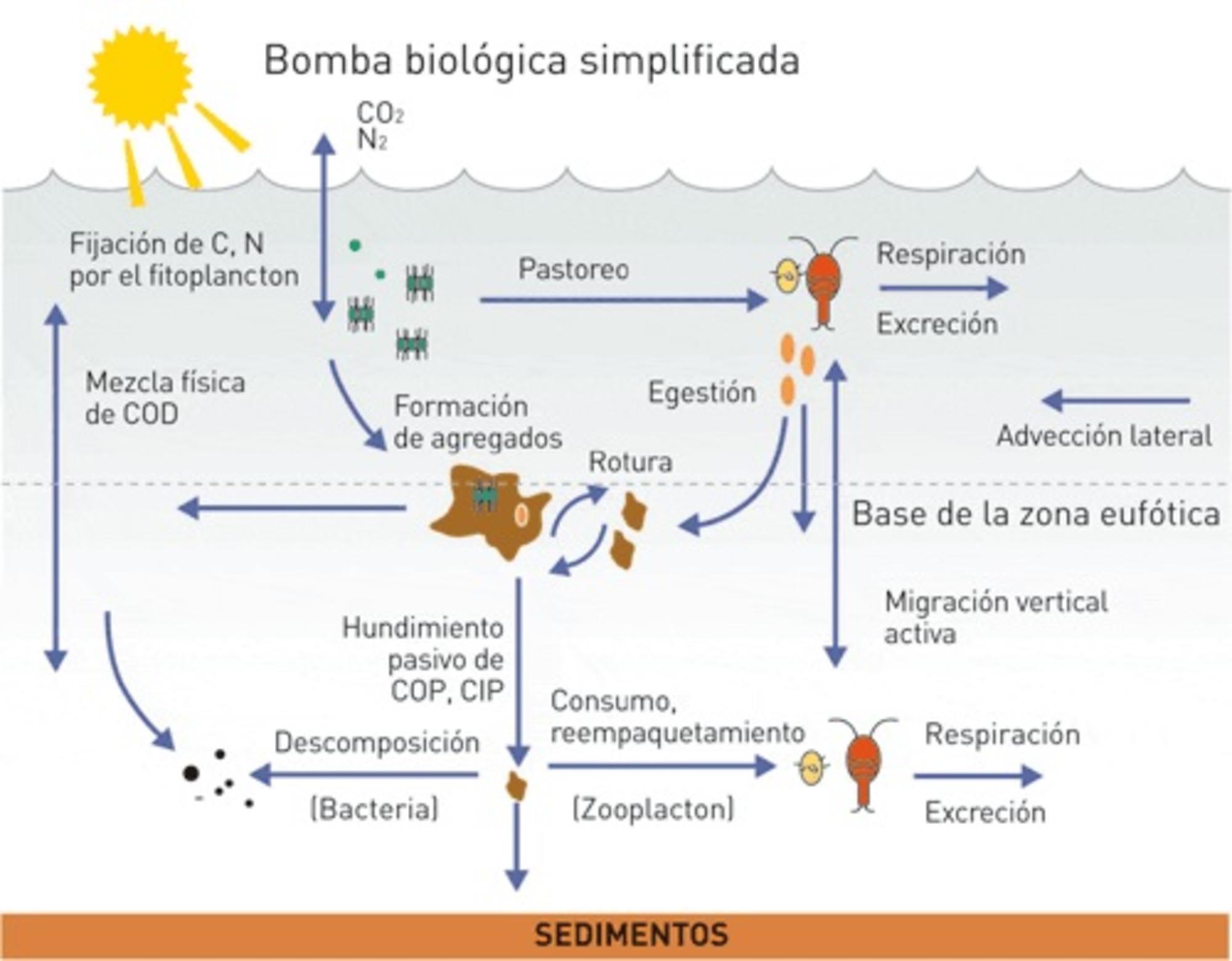 Bomba biológica simplificada