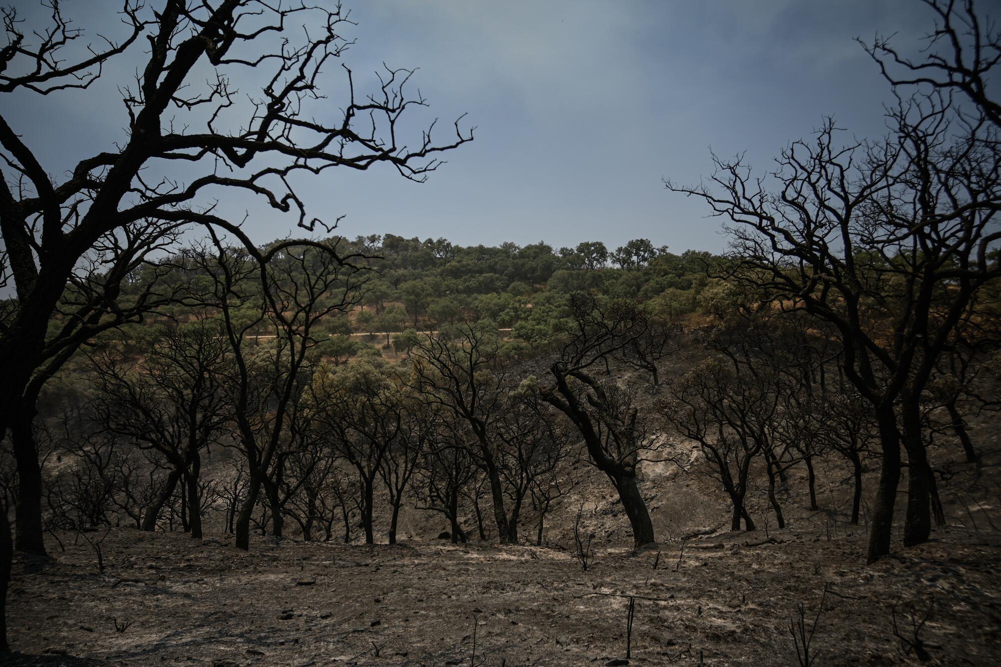 Incendio Niebla Pata del Caballo quemada