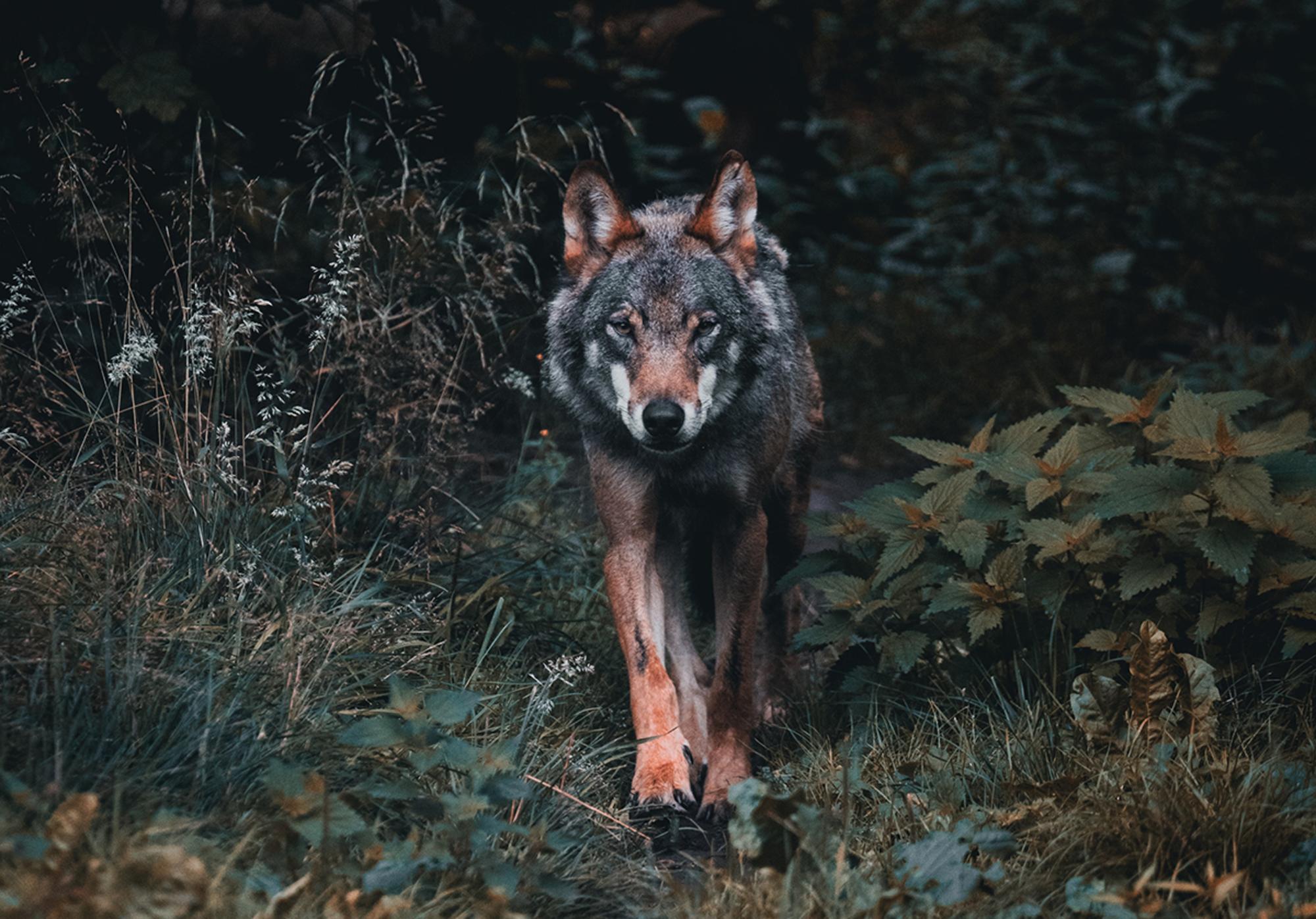 Lobo andando