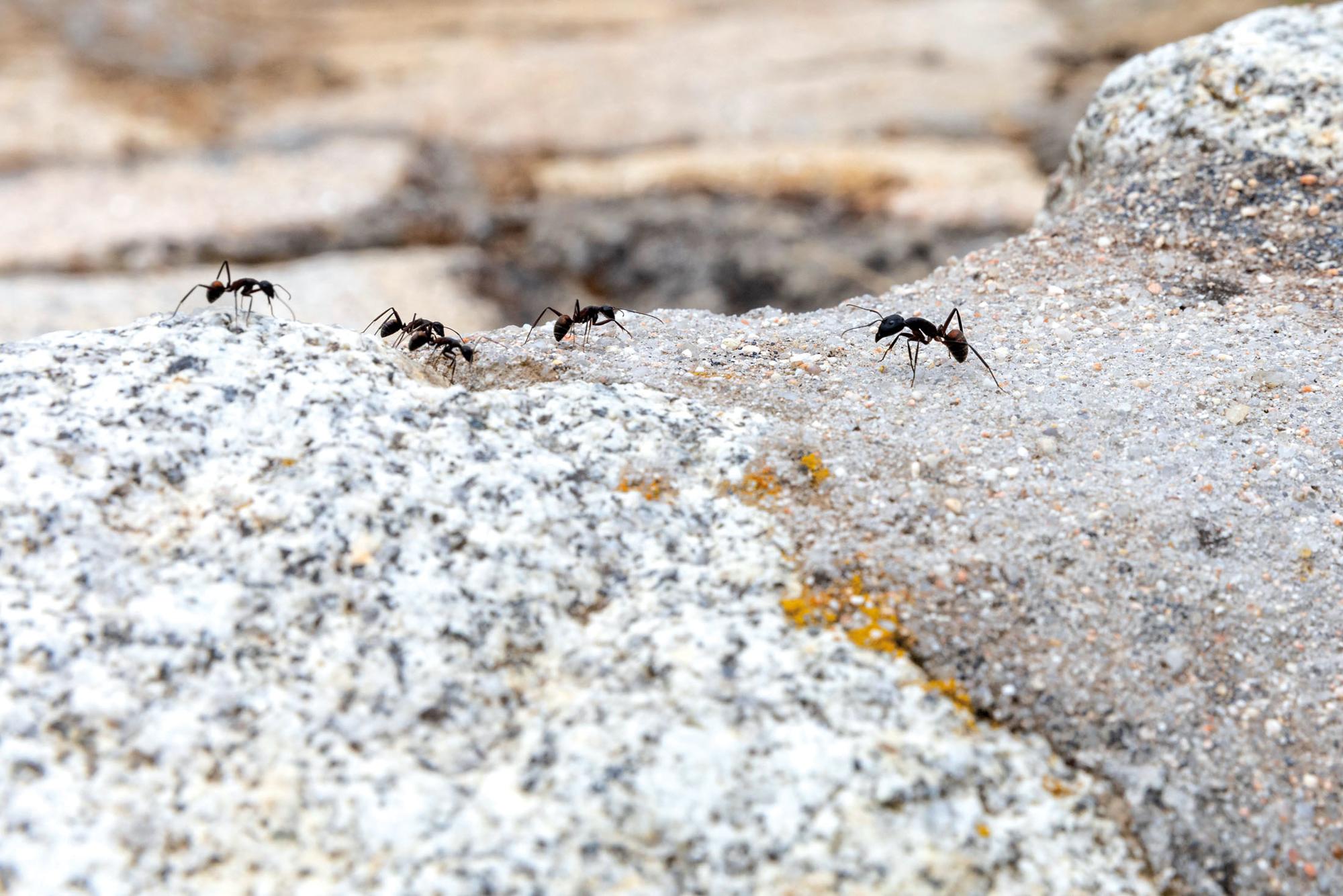 desaparicion insectos hormigas Insecticidio