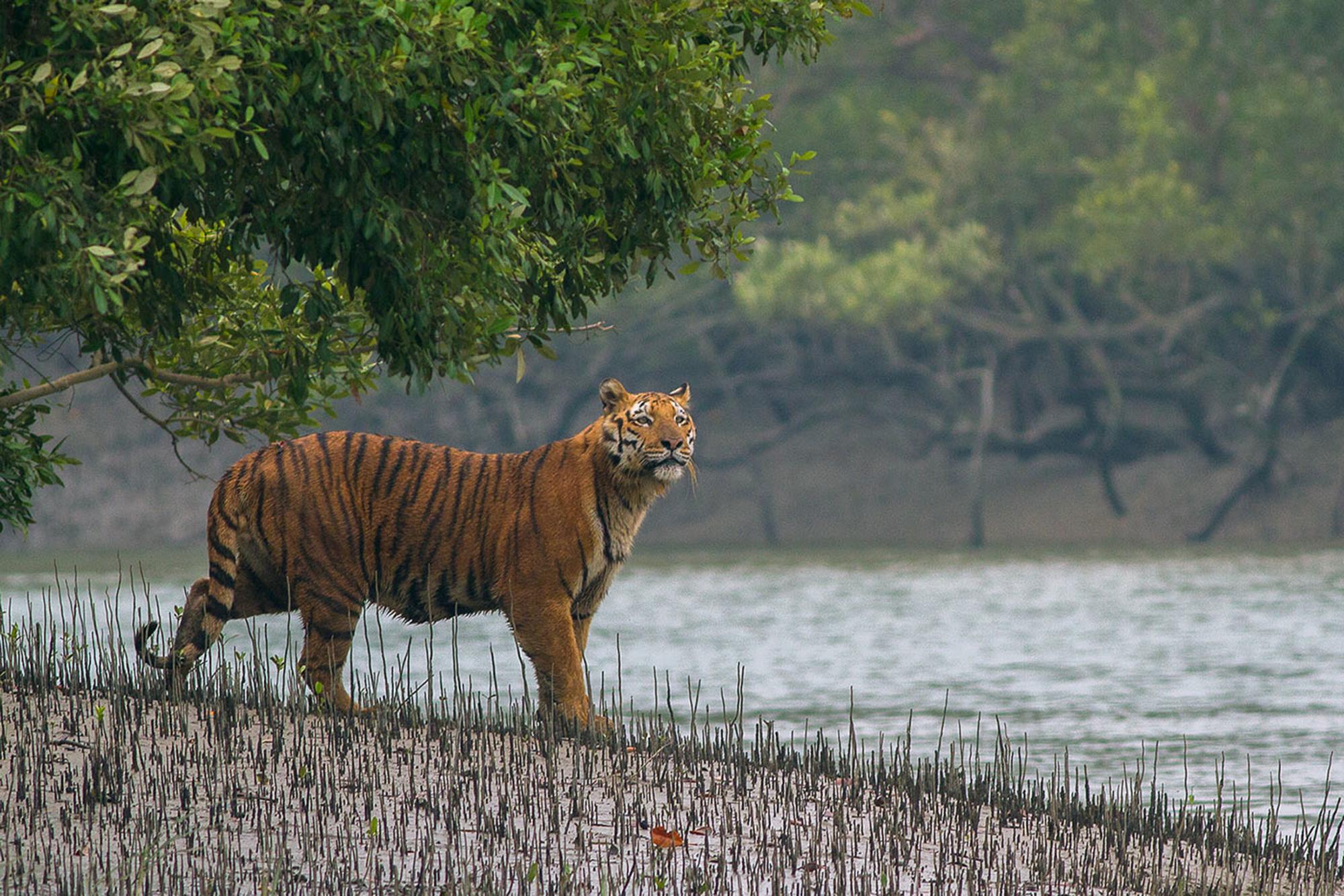 Tigre Sundarbans