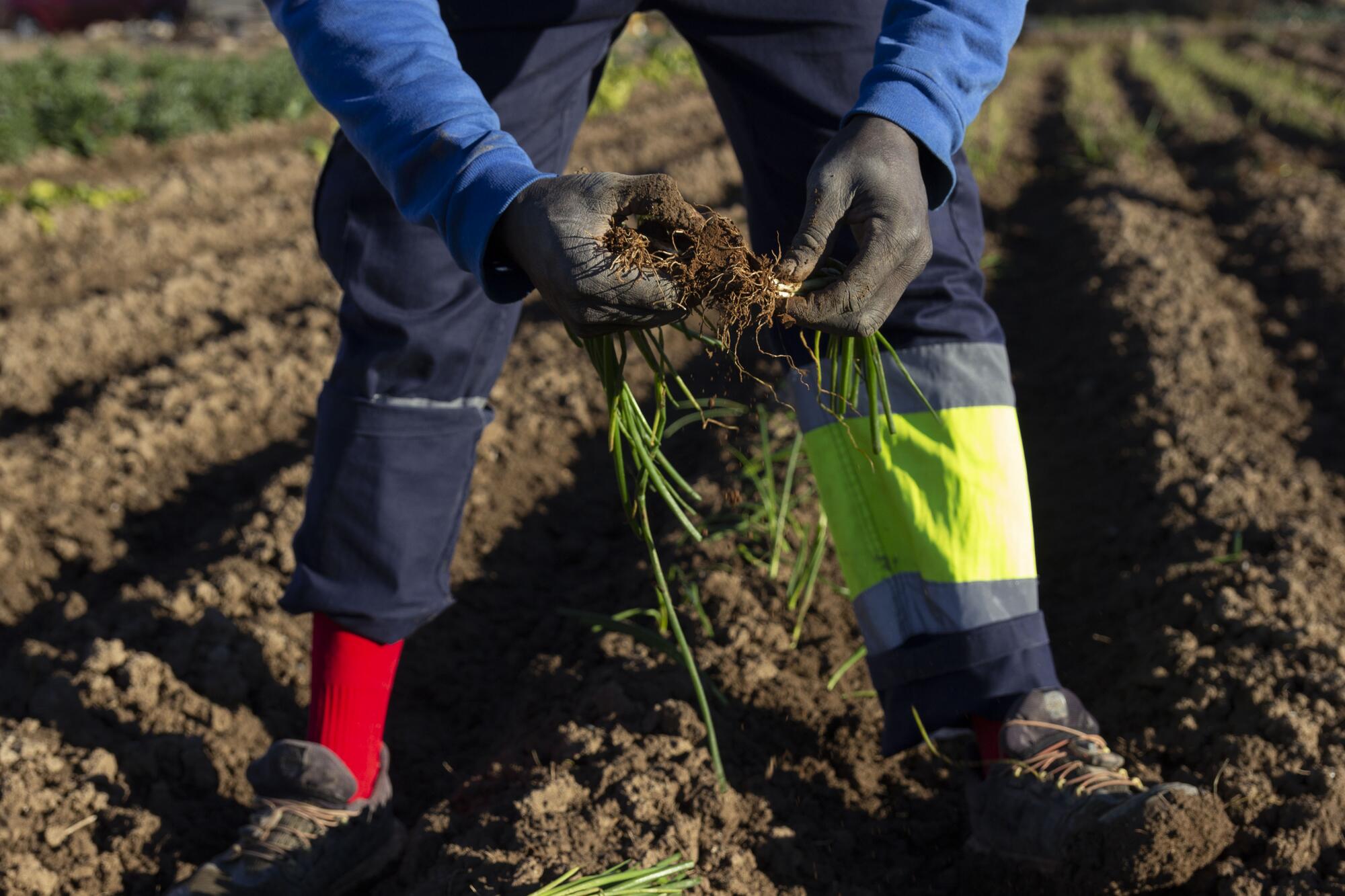 Migrantes trabajando el campo en Valencia 2