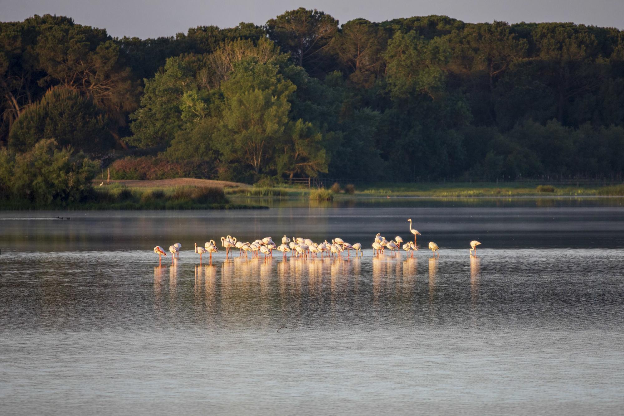 Doñana Abril 2023 - 2