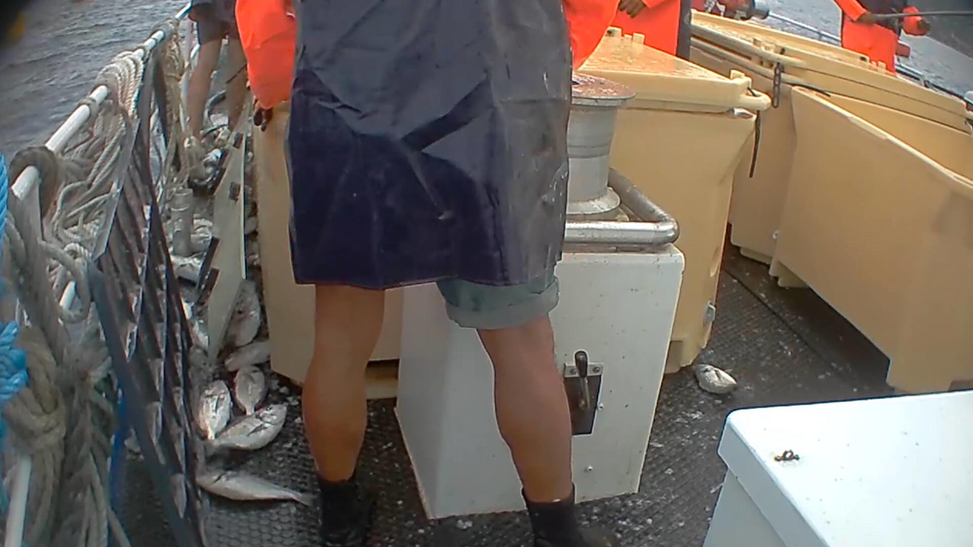 Peces que mueren en el suelo