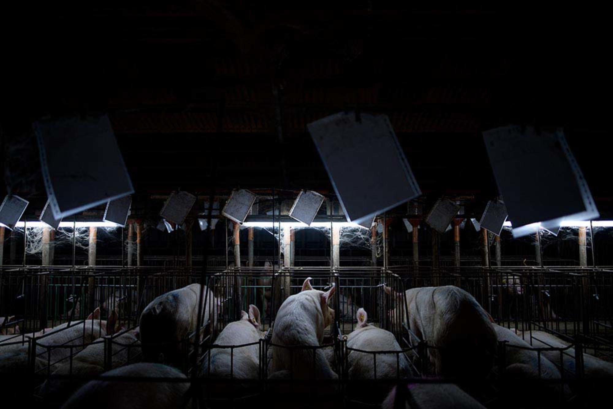 Aitor Garmendia, premio Picture Of The Year International